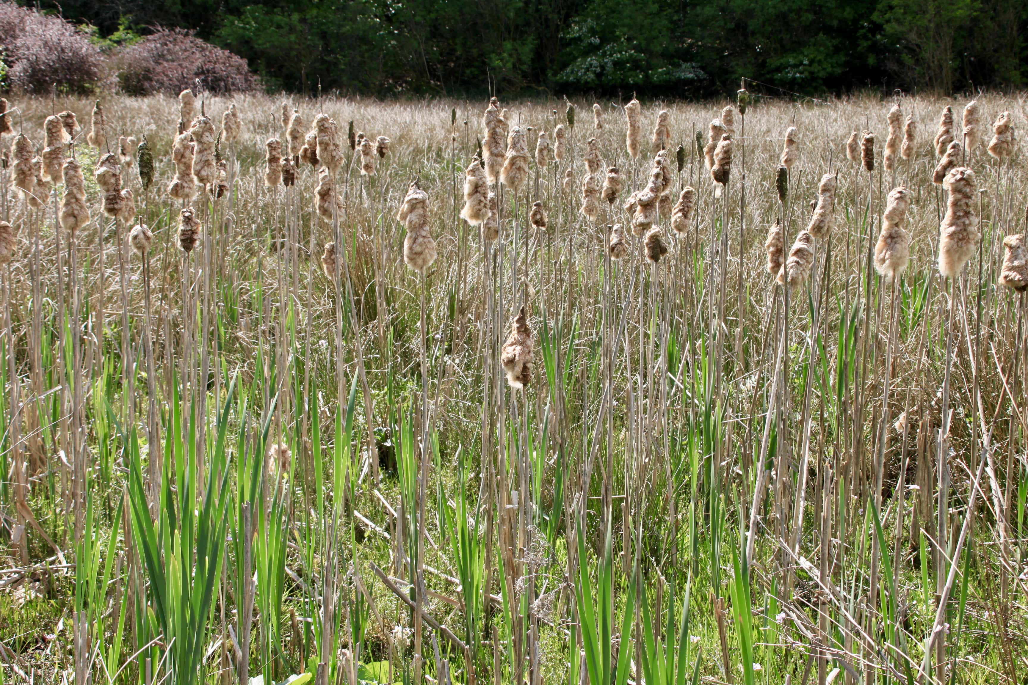 Broadwood Loch Plant Life