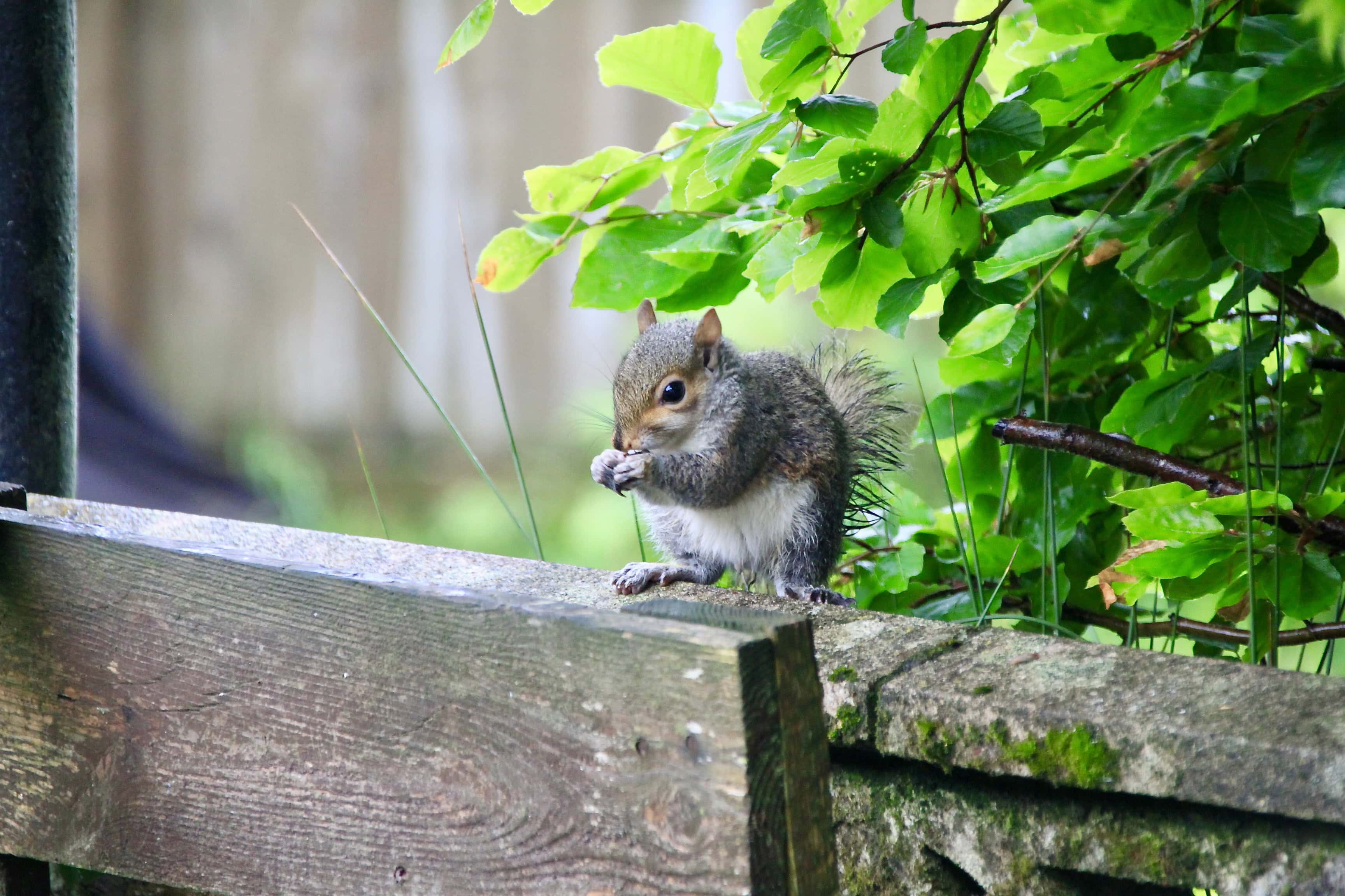 Baby Squirrel: Meet the Youngest Recruit