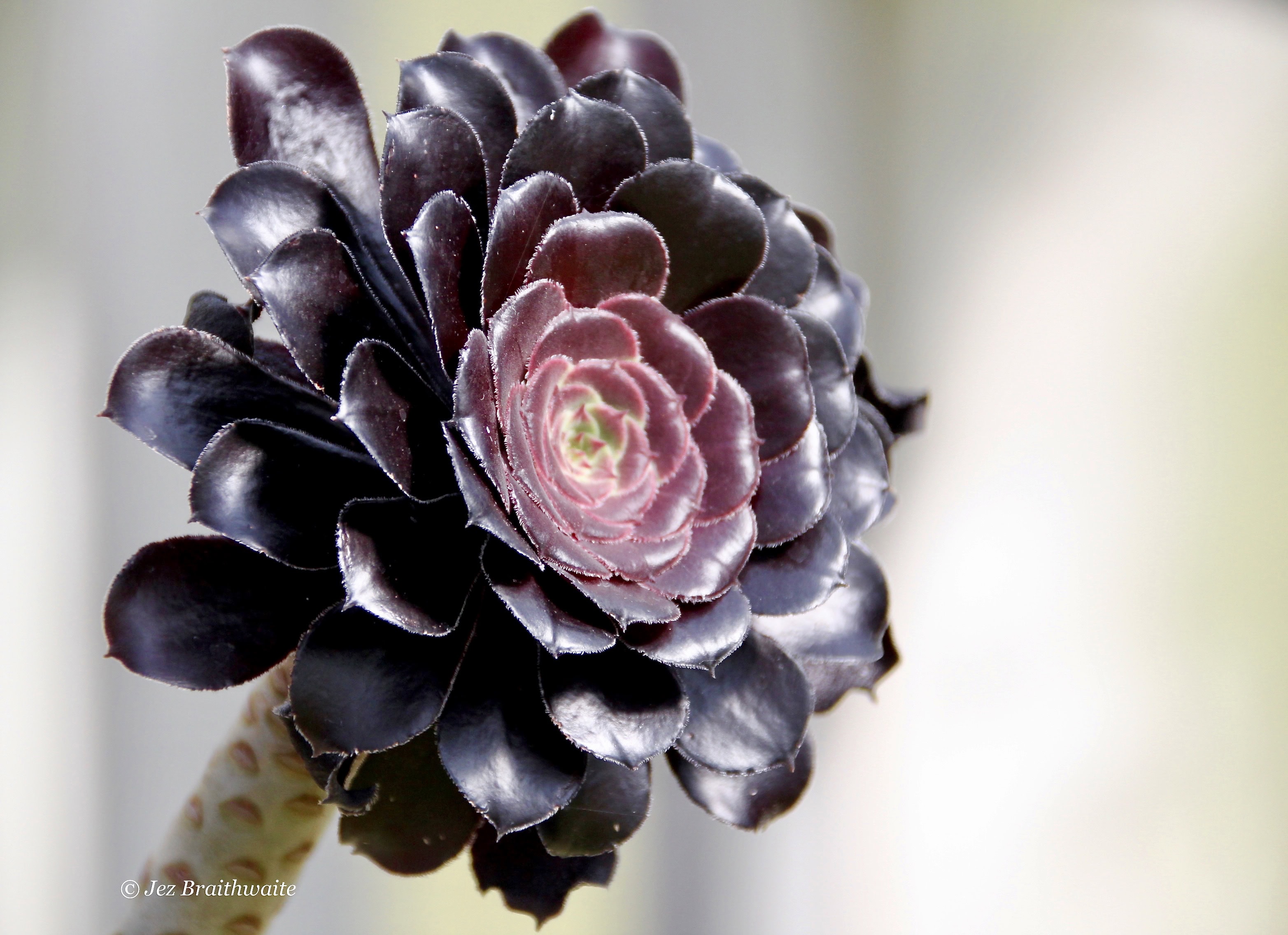 Glasgow Botanic Gardens: Kibble Palace Pt 1
