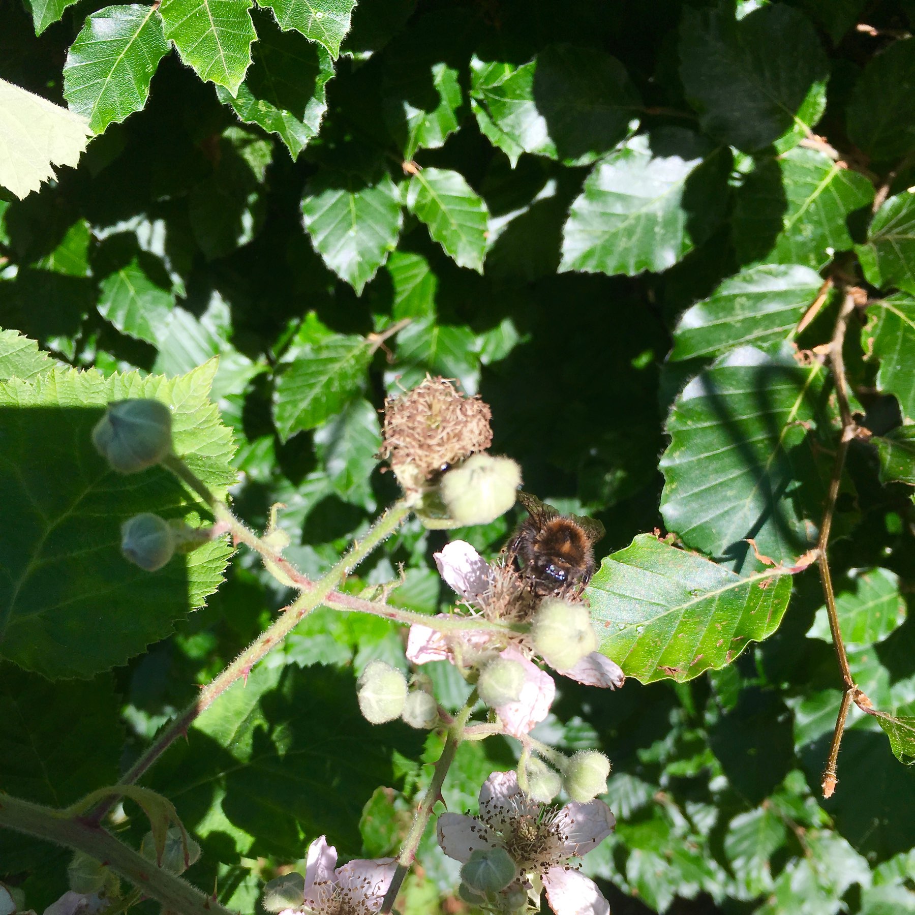 Bee photobomb