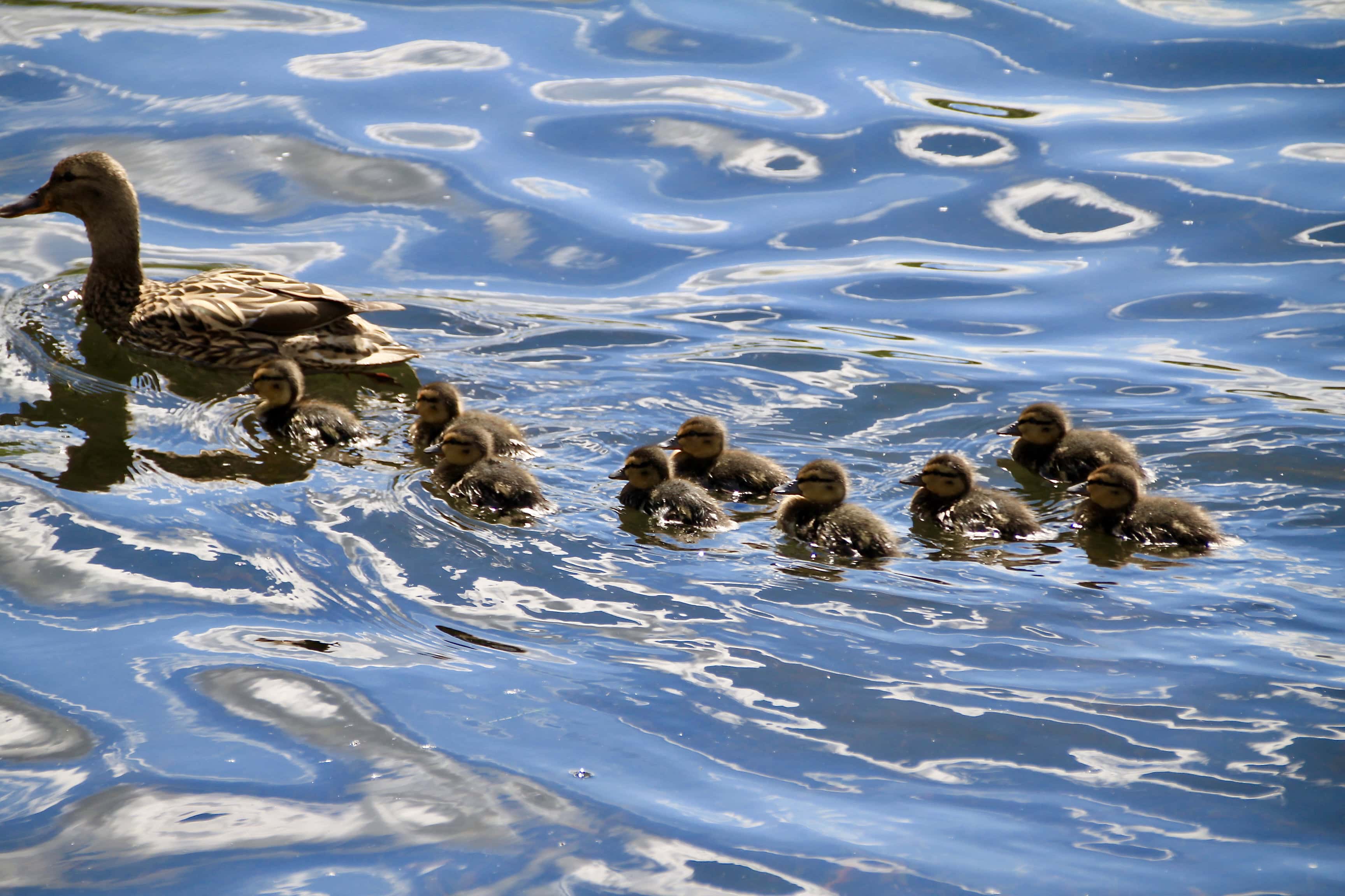 Bird of the Day (BOTD) — Duckling Conga Line