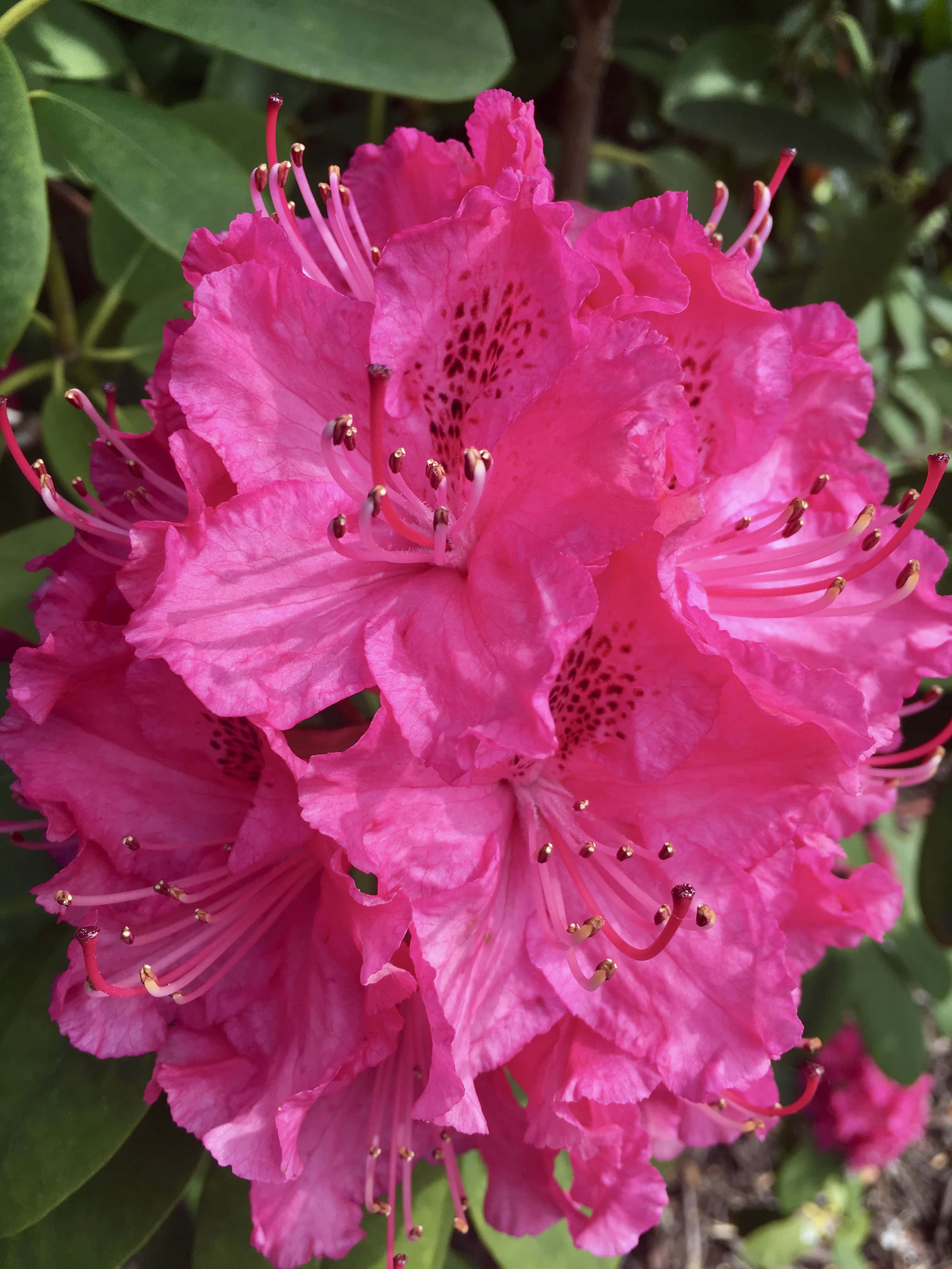 Pink Rhododendron at Cumbernauld House Park nr Glasgow by Jez Braithwaite