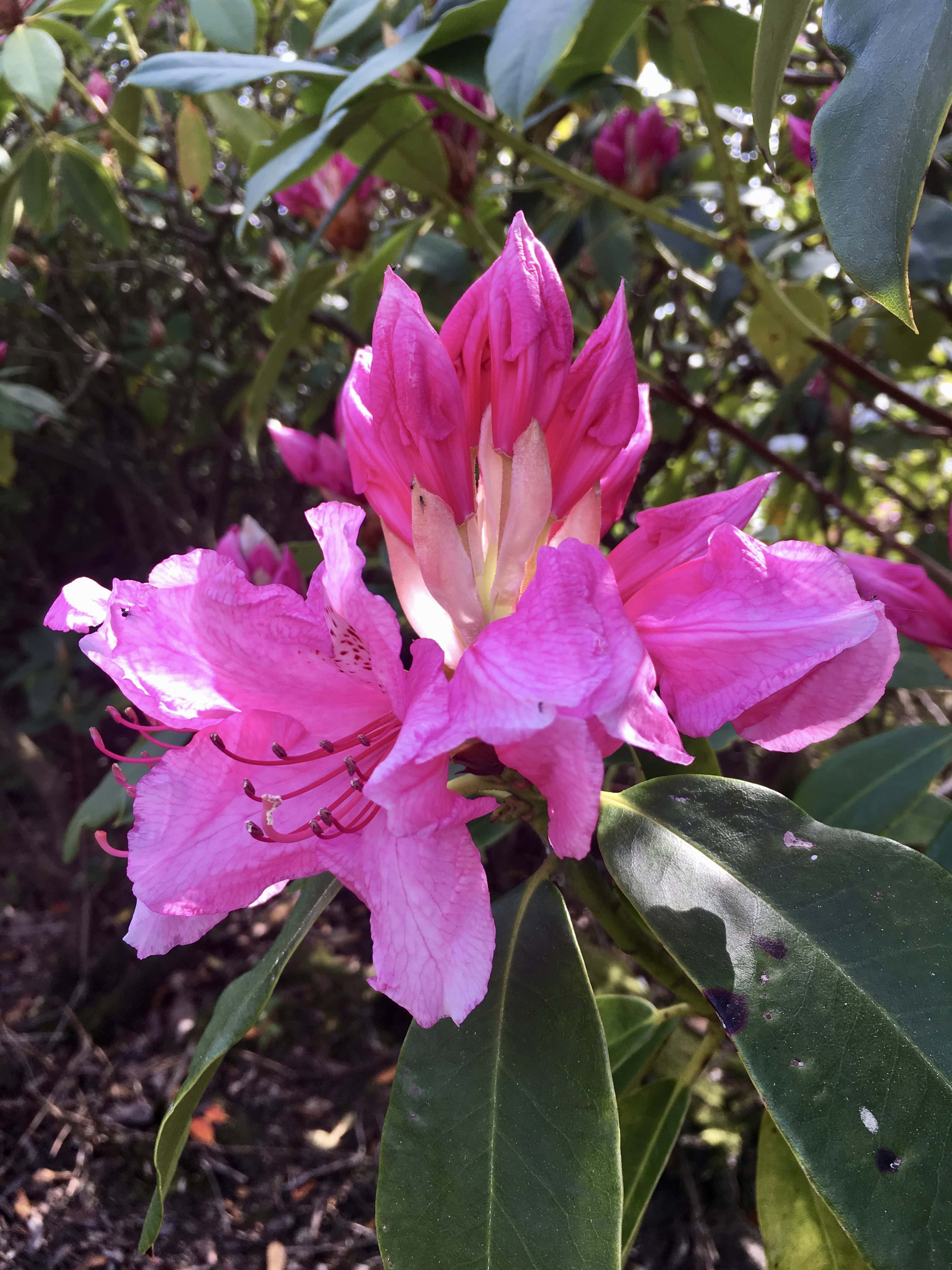 Rhodedendron by Jez Braithwaite in Cumbernauld nr Glasgow