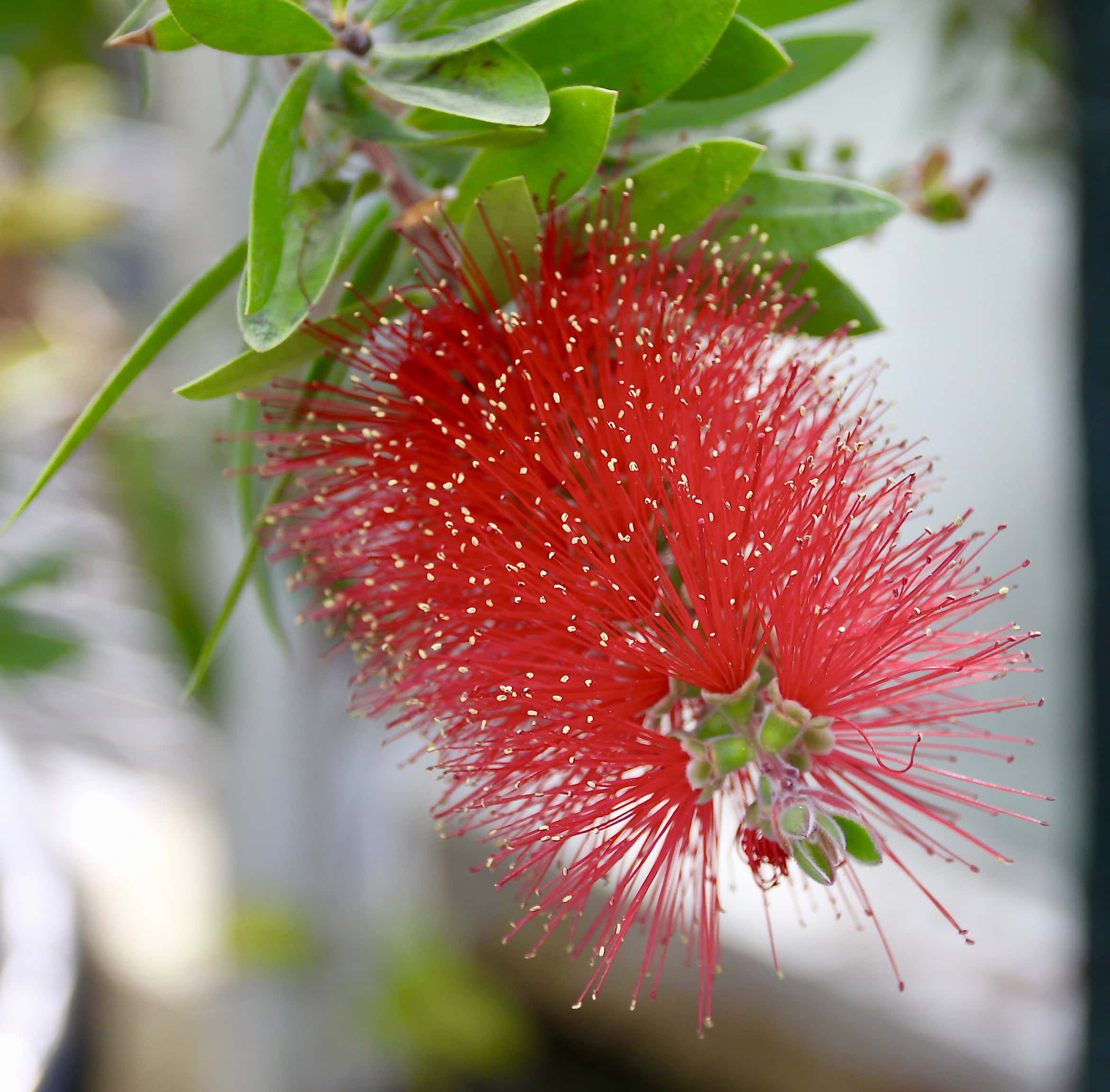 Flower of the Day (FOTD) Challenge — Powder Puff Tree