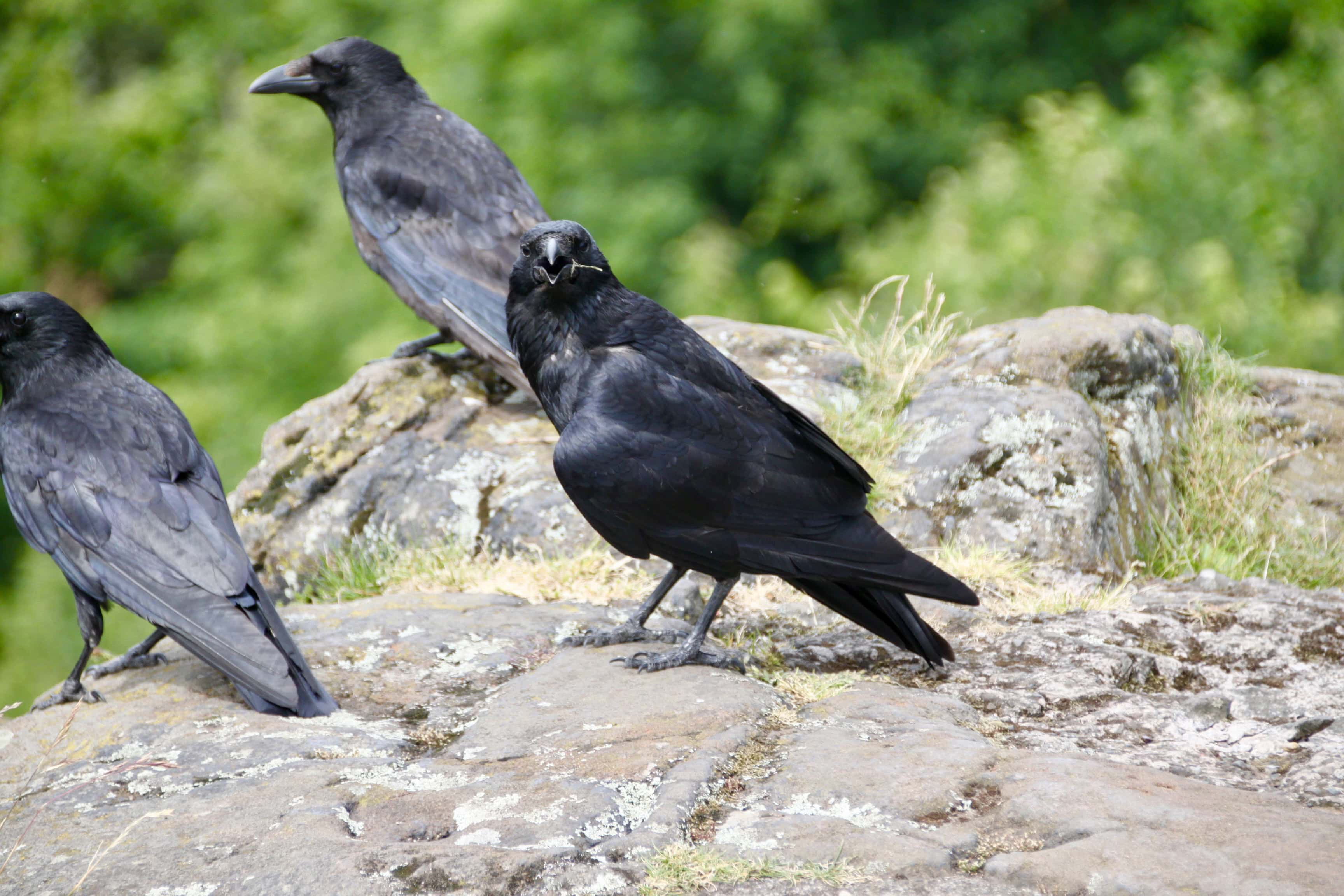 Bird of the Day (BOTD) — Graveyard Custodians