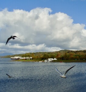 Seagulls Loch Lomond Jez Braithwaite