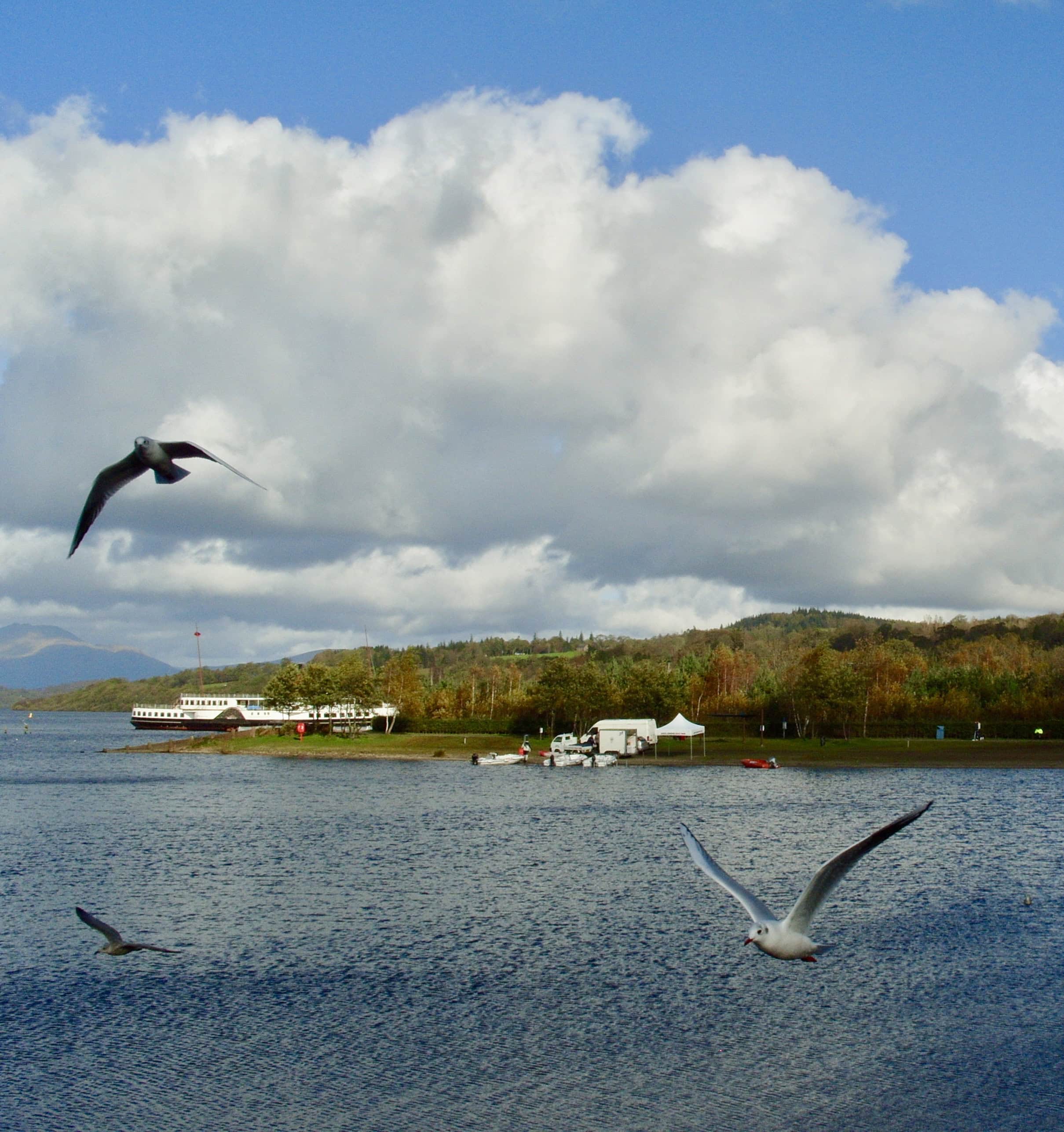 Seagulls Loch Lomond Jez Braithwaite