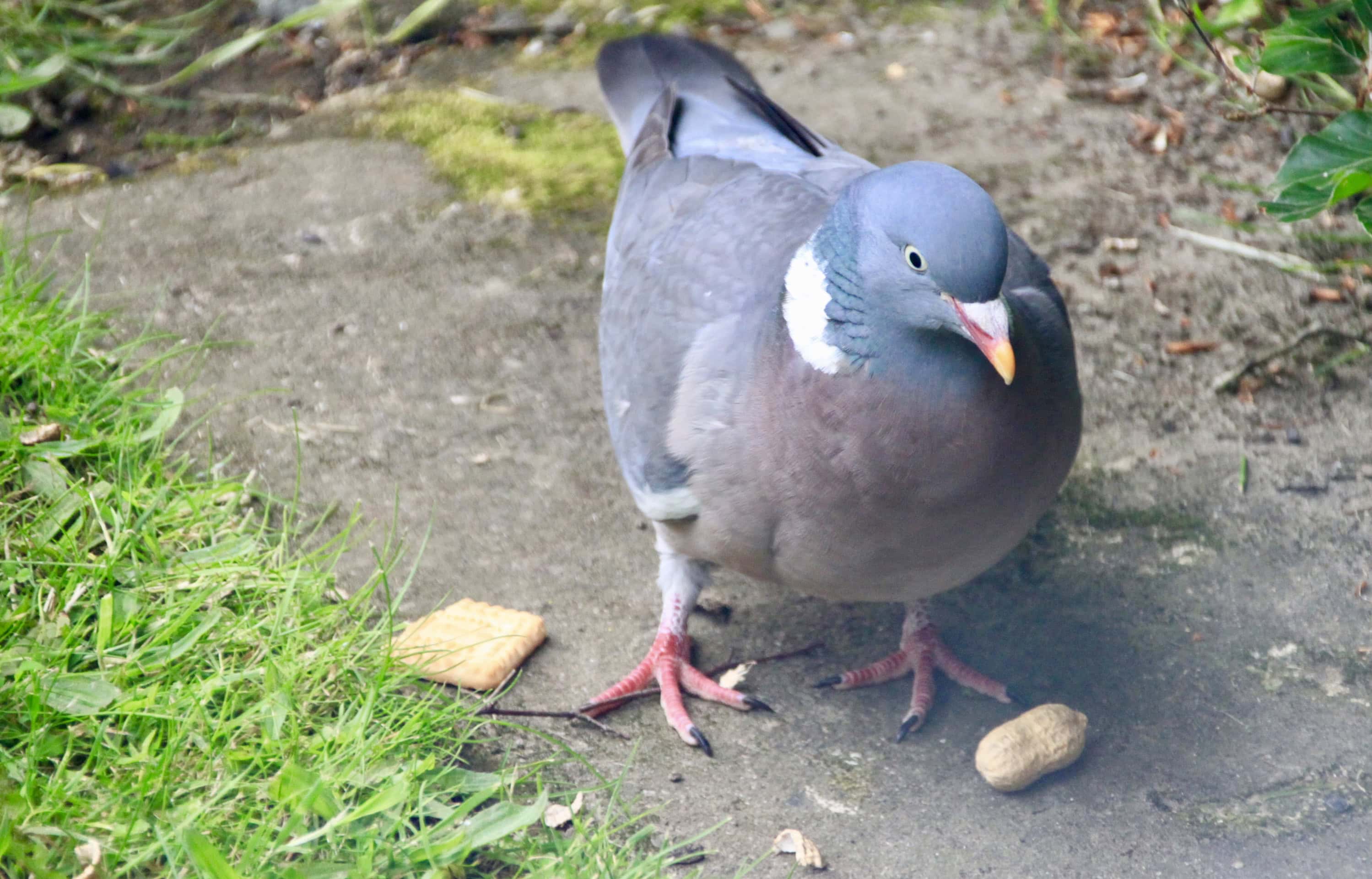 Pigeon by Jez Braithwaite