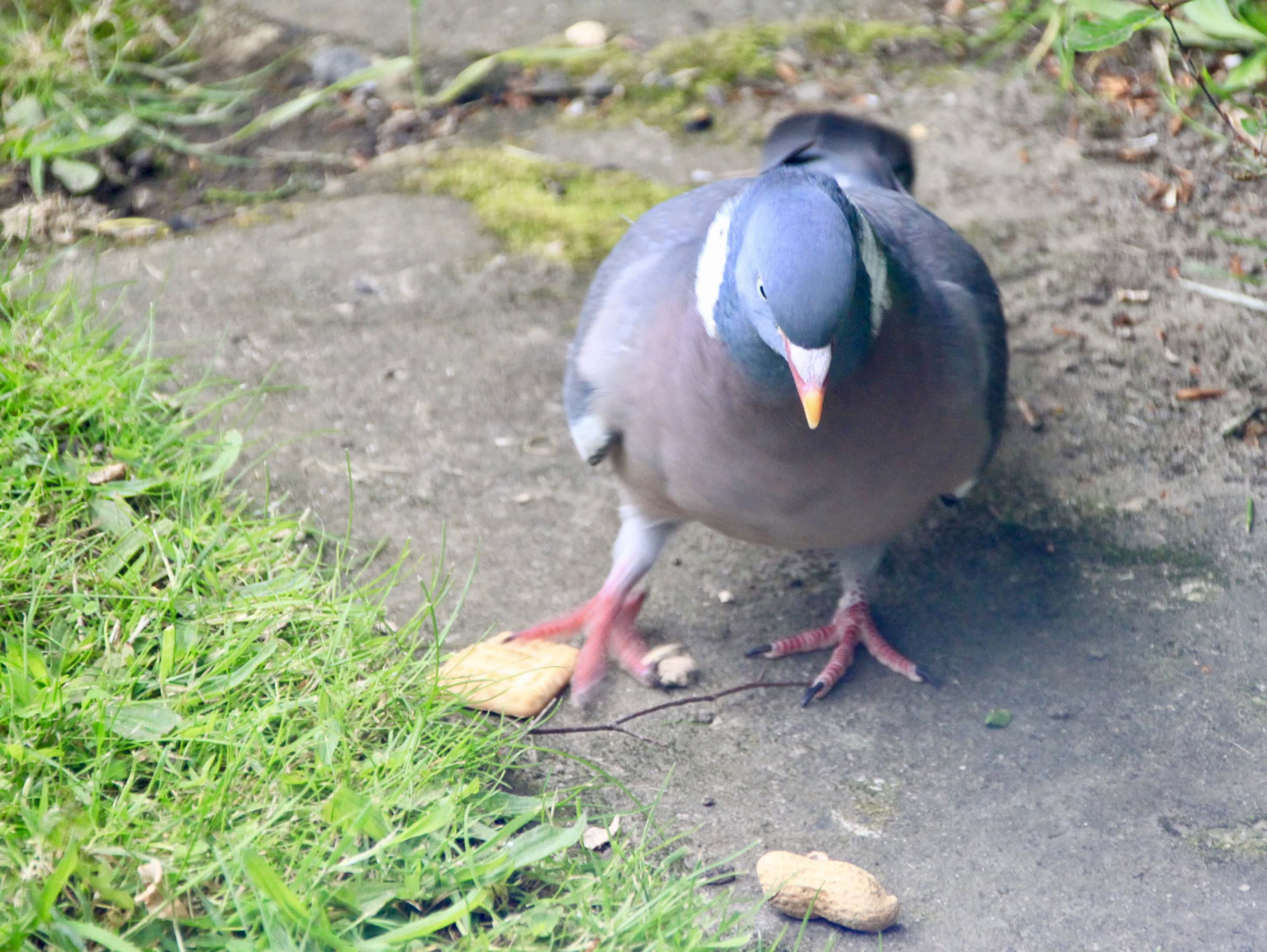 Pigeon by Jez