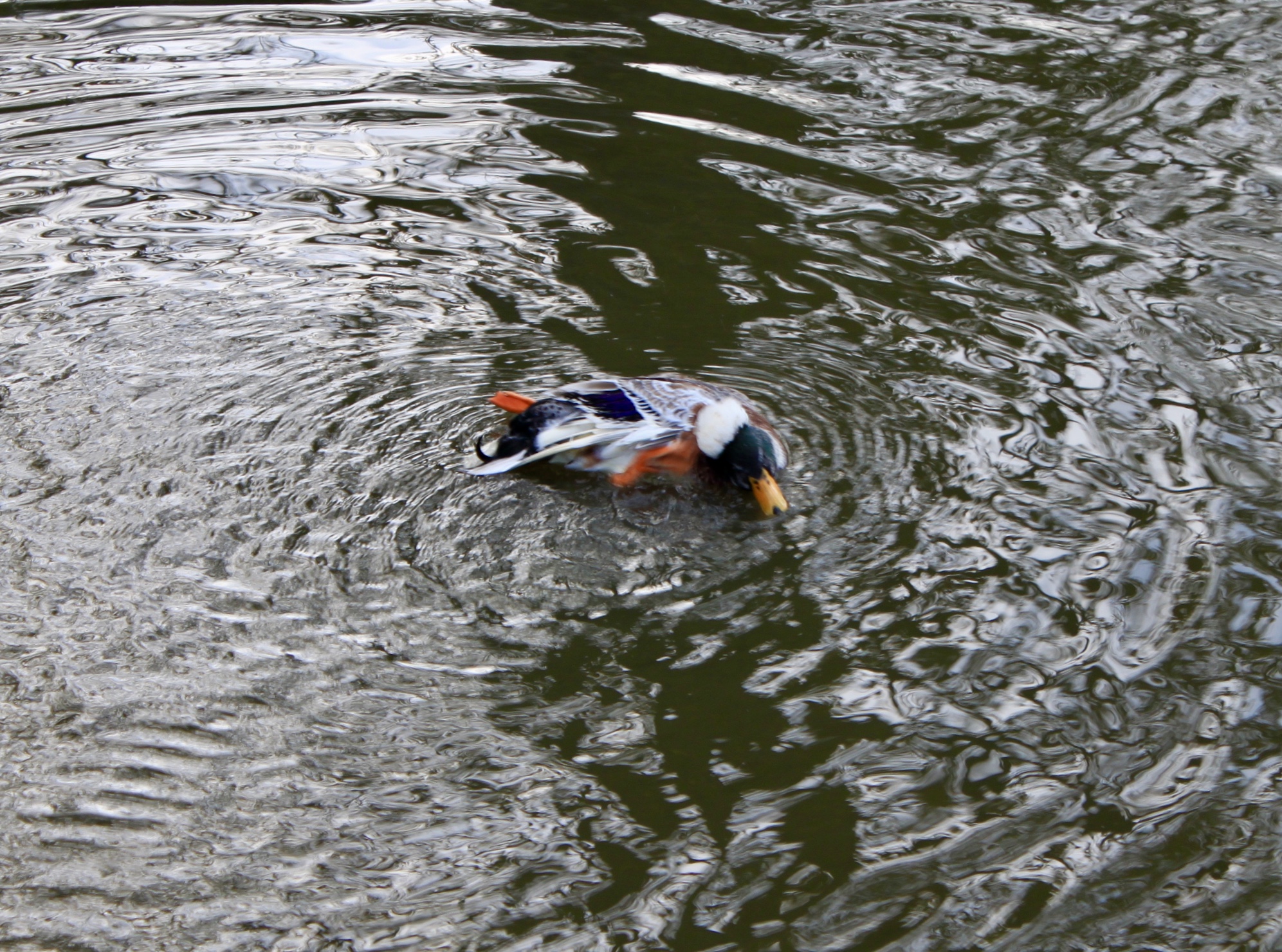 Duck at Palacerigg Country Park by Jez Braithwaite