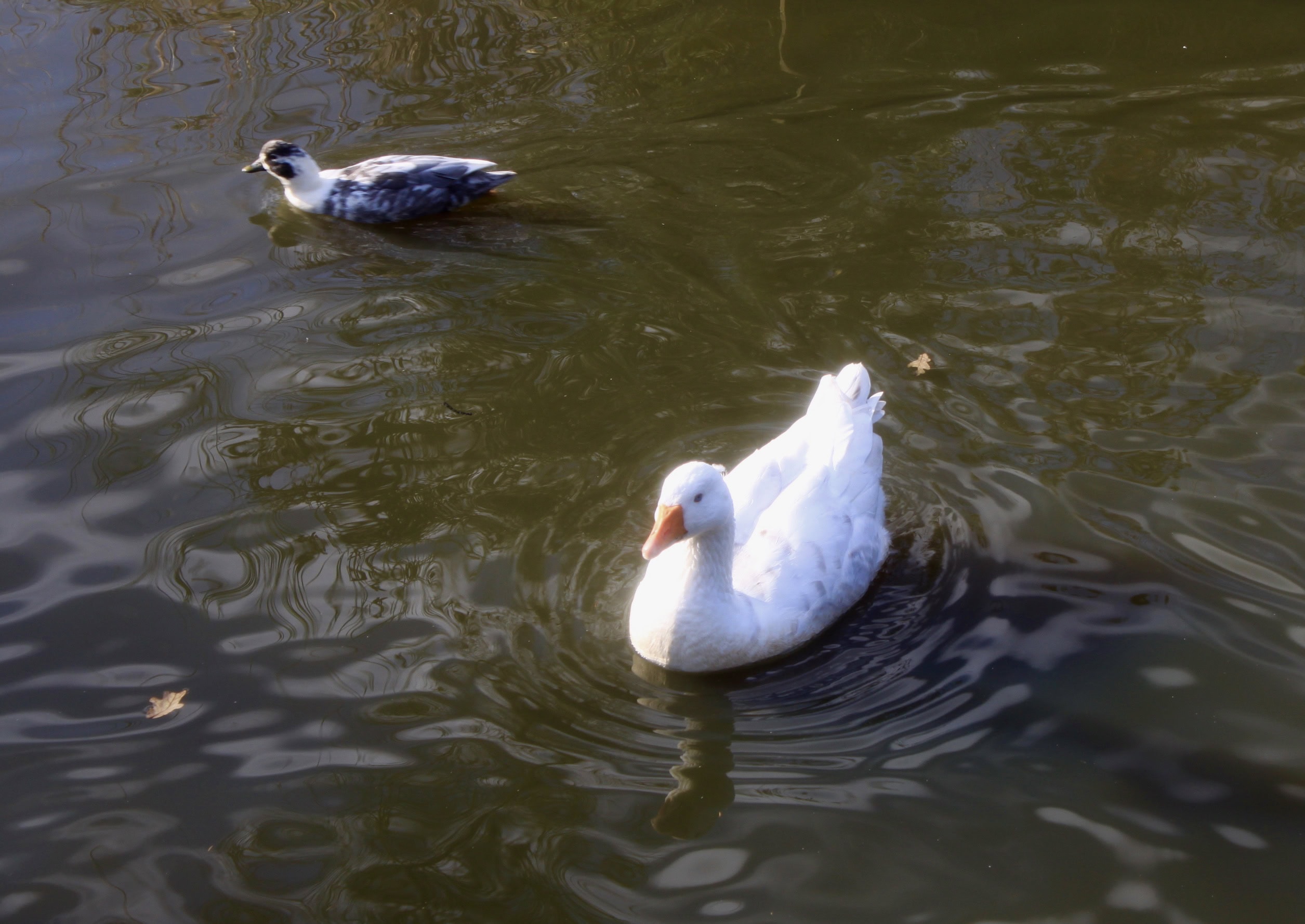 Goose at Palacerigg Country Park by Jez Braithwaite