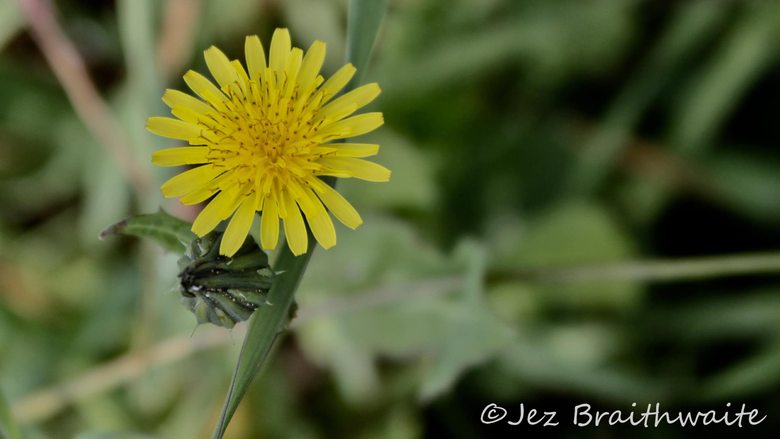 Dandelion by Jez Braithwaite