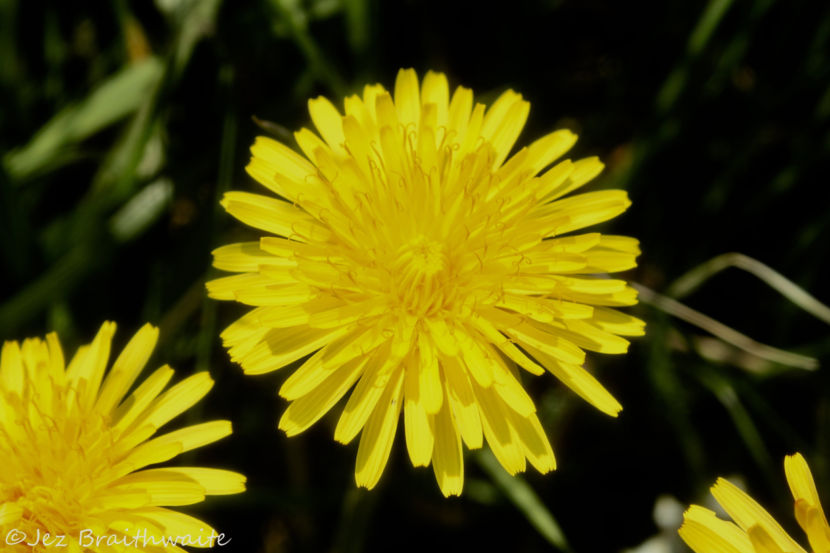 Dandelion by Jez Braithwaite