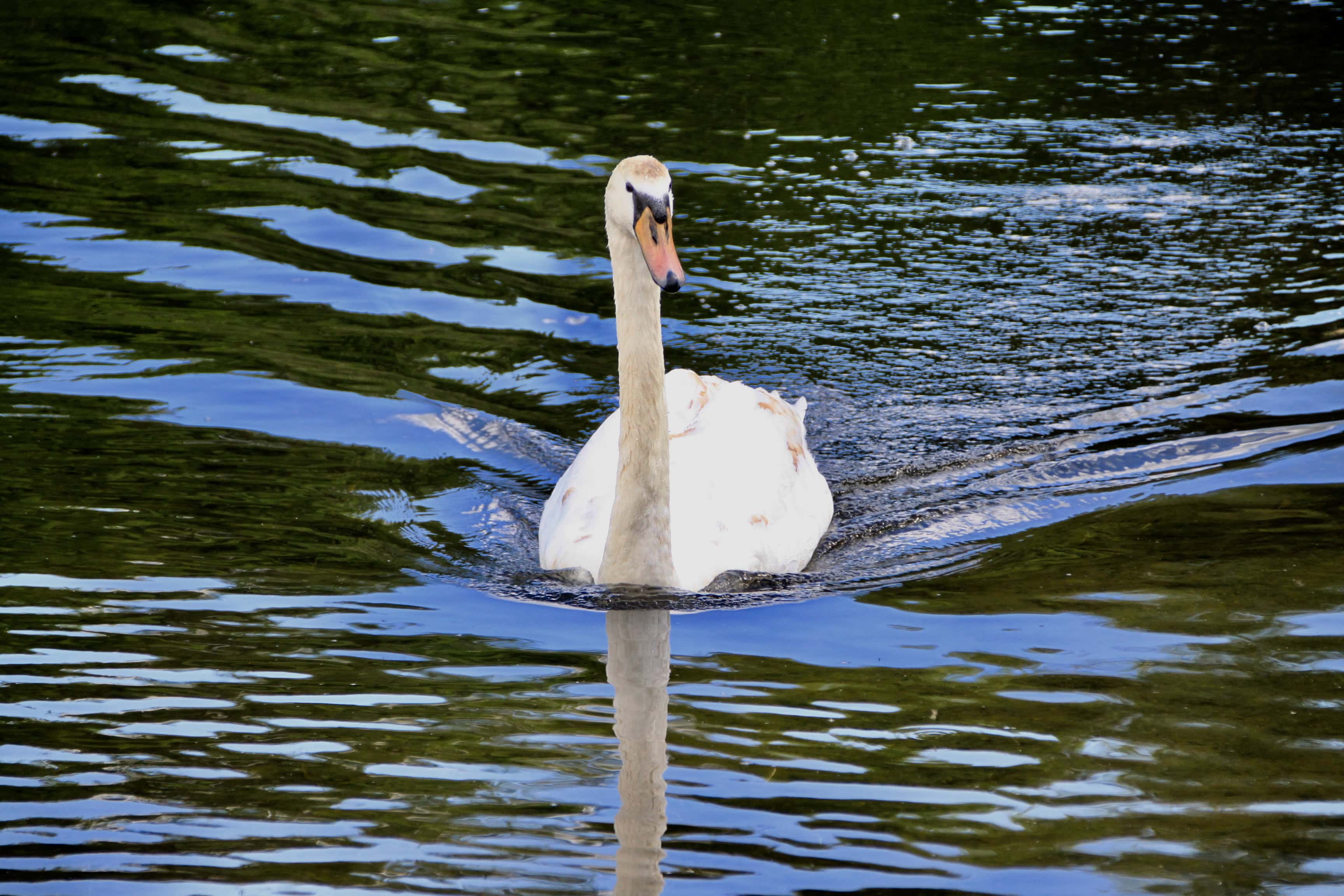 Swan at Broadwood Loch, Cumbernauld by Jez Braithwaite