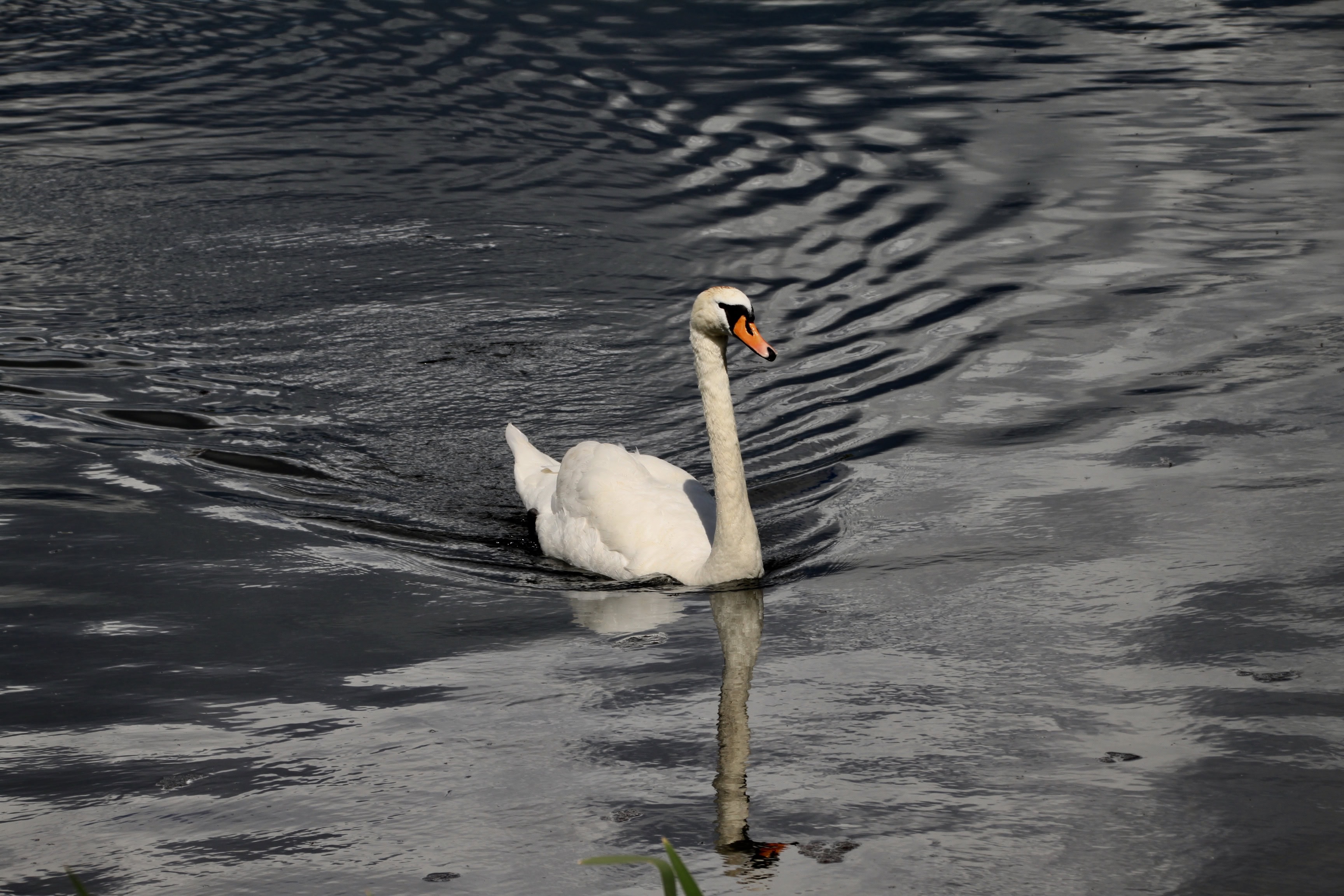 Swan at Broadwood Loch, Cumbernauld, by Jez Braithwaite