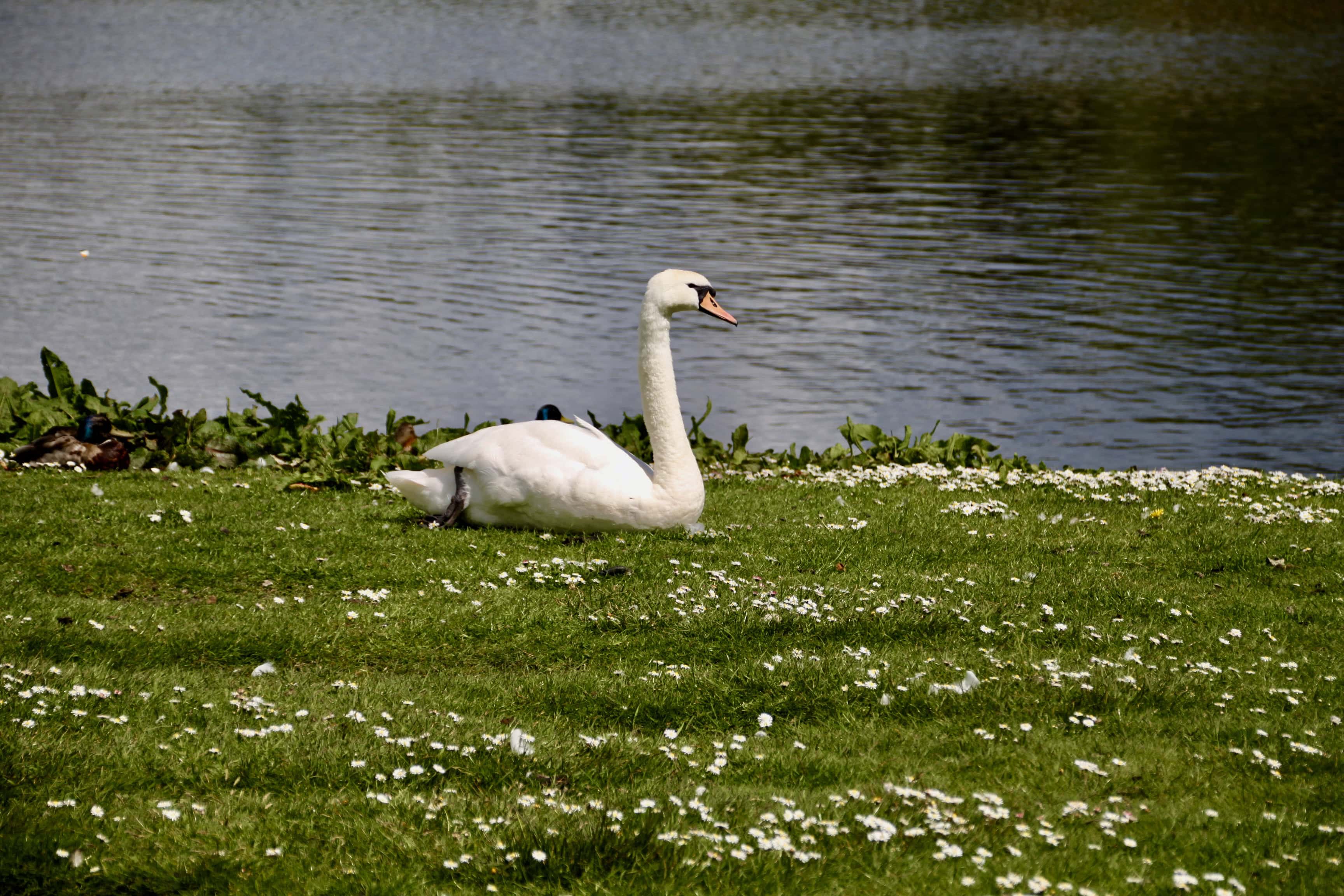 Swan at Broadwood Loch, Cumbernauld, by Jez Braithwaite