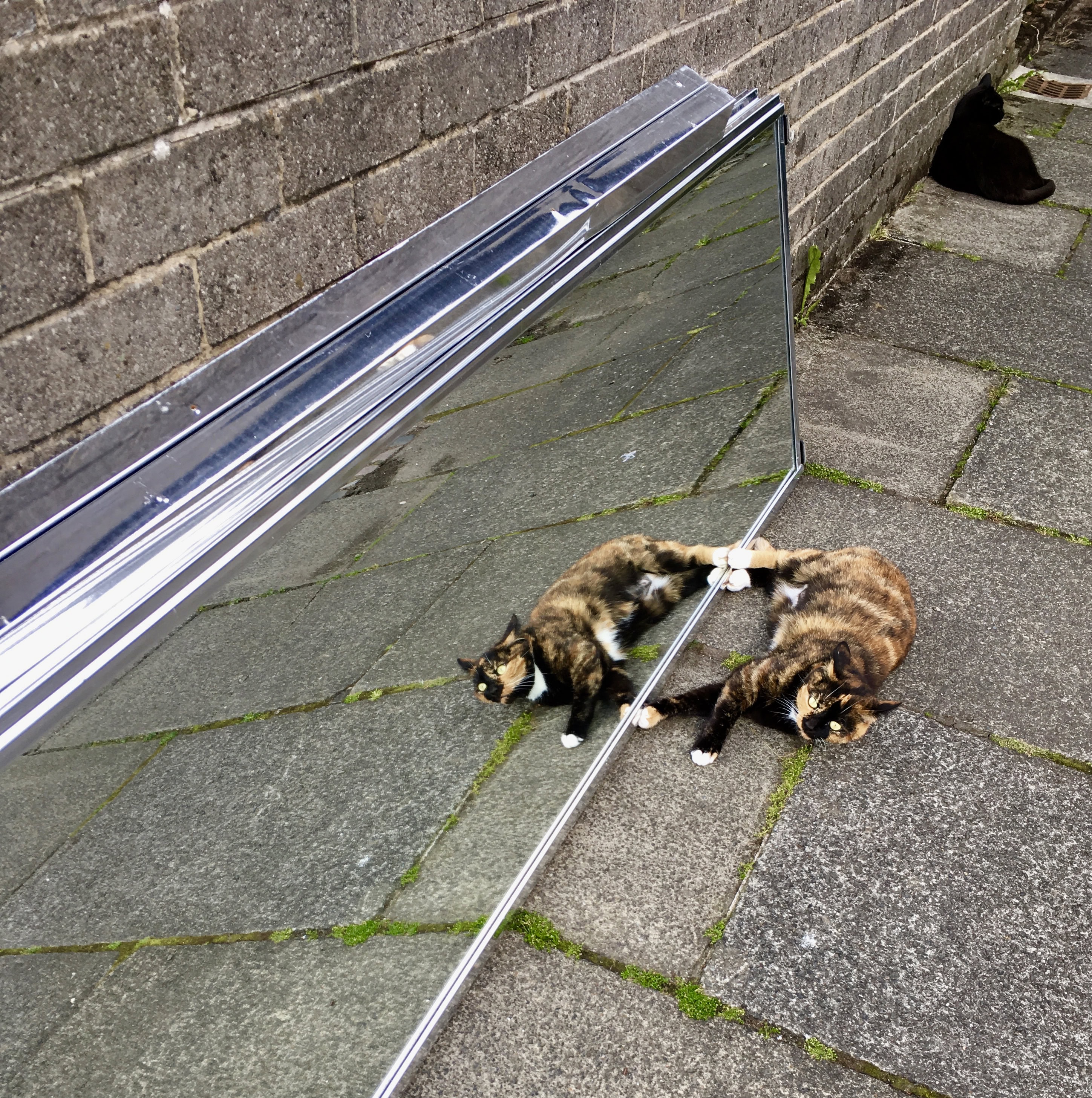 Mirror image cat by Jez Braithwaite