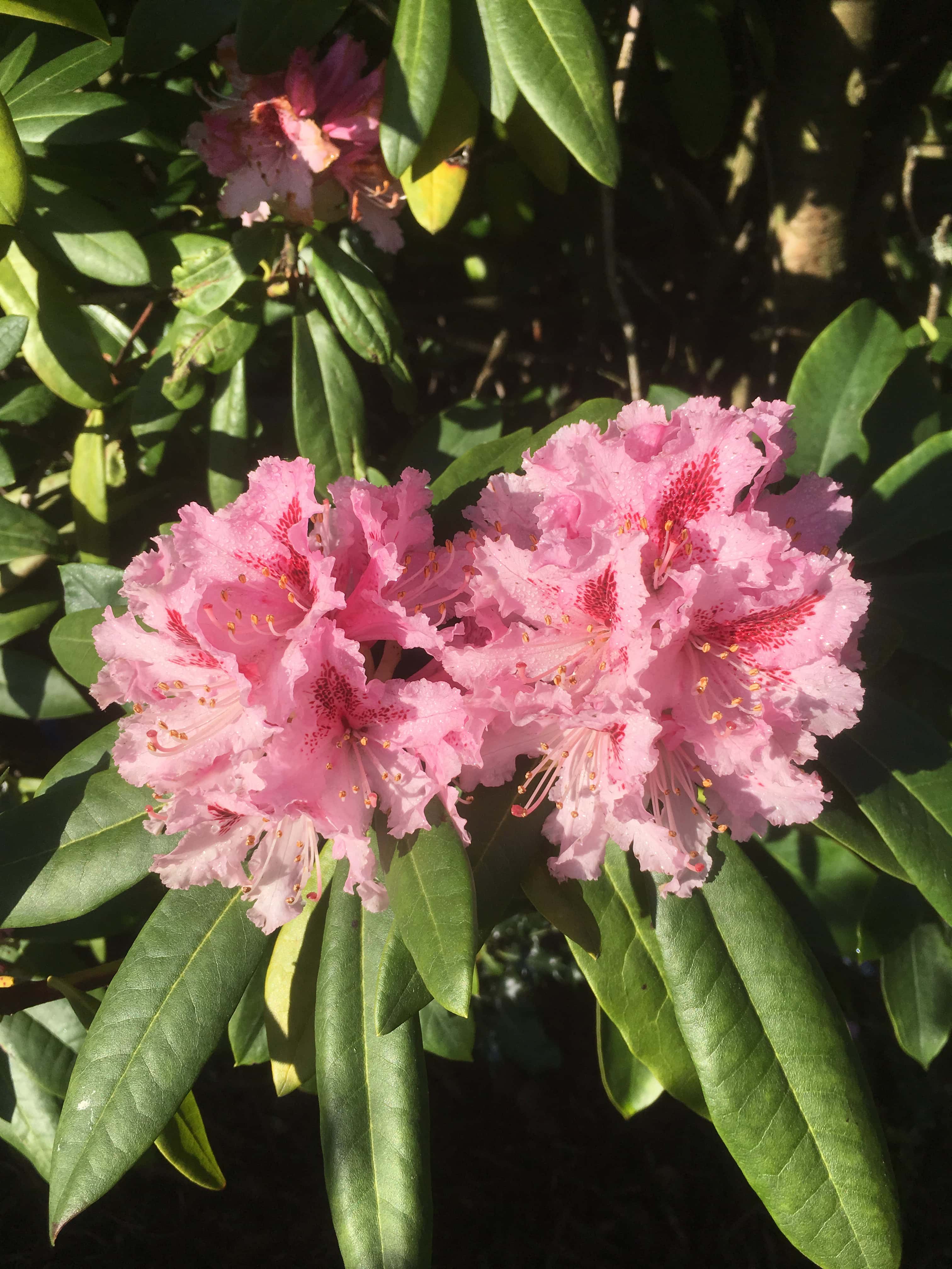 Rhododendron by Jez Braithwaite