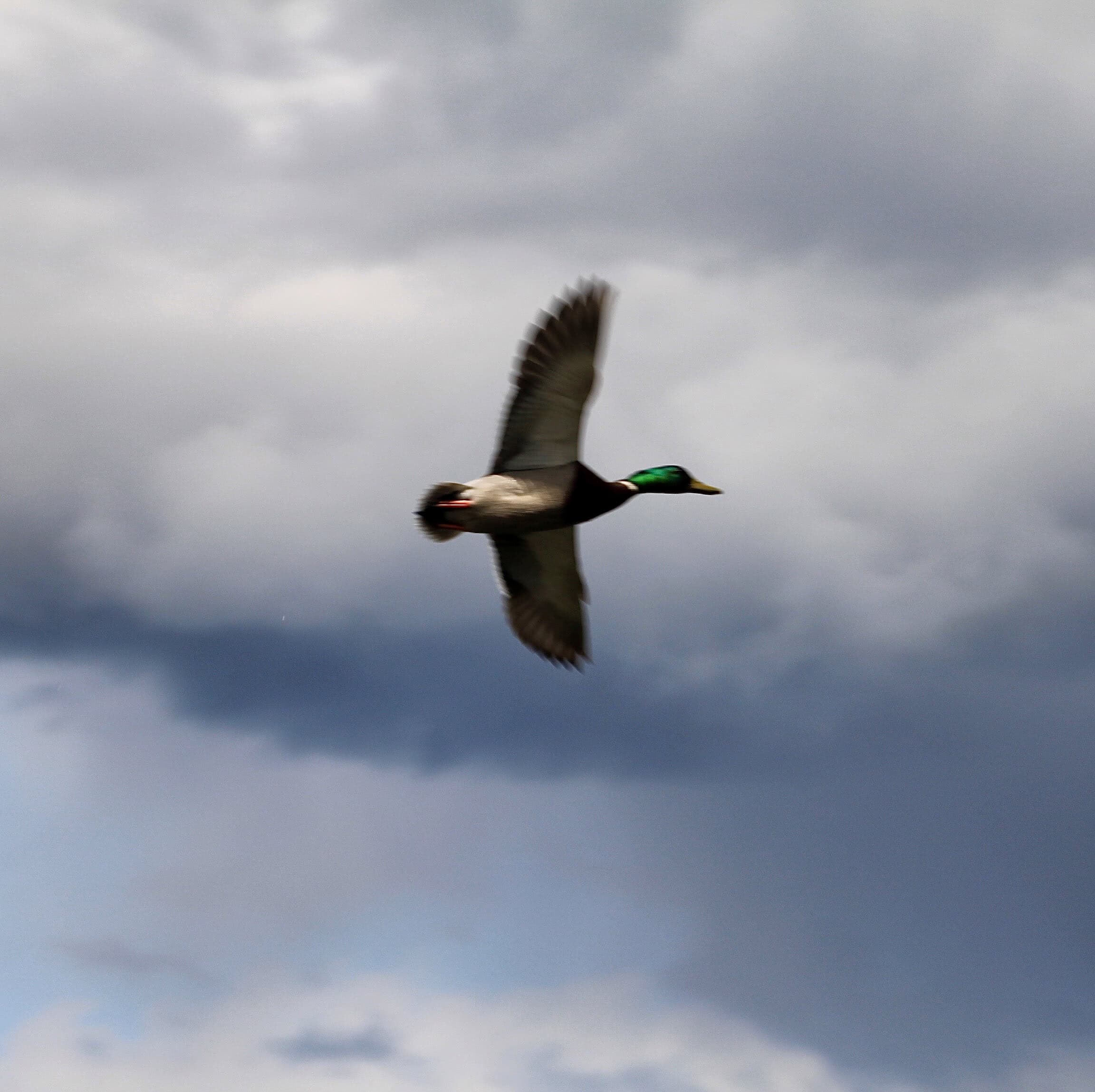 Flying Mallard Duck by Jez Braithwaite at Broadwood Loch