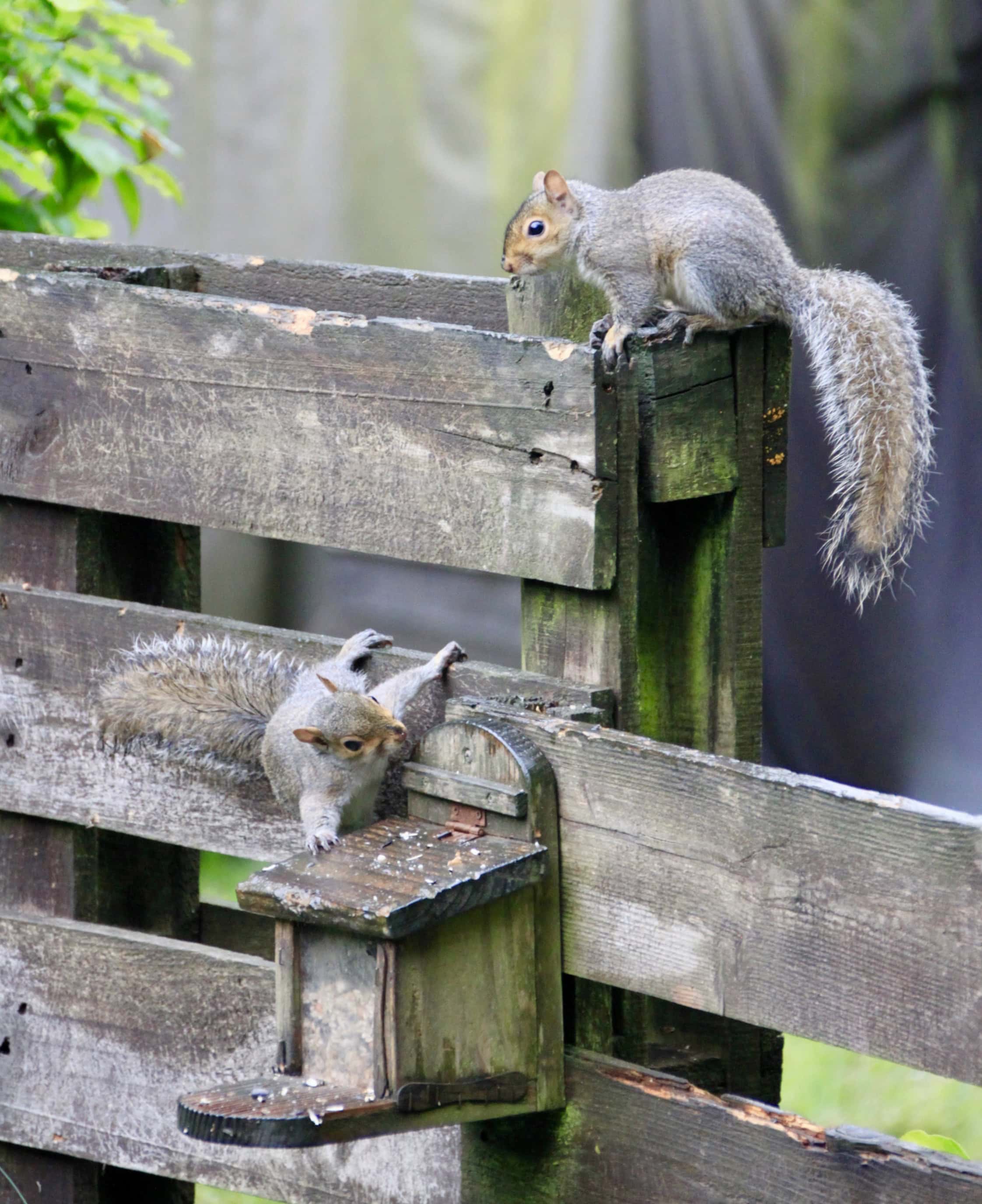 Cee’s Fun Foto Challenge — Wild In My Garden
