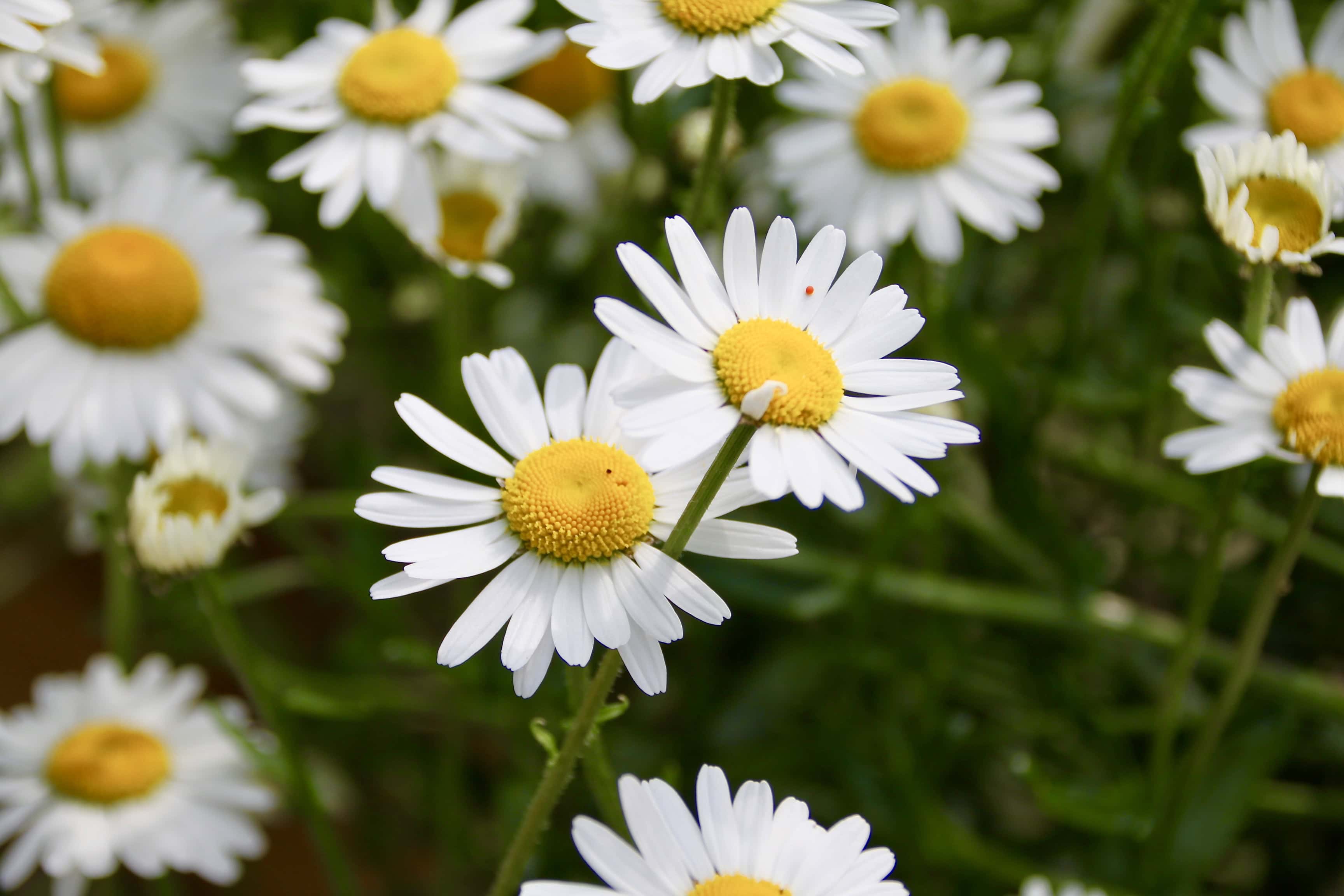 Fan Of… #25 — Daisies