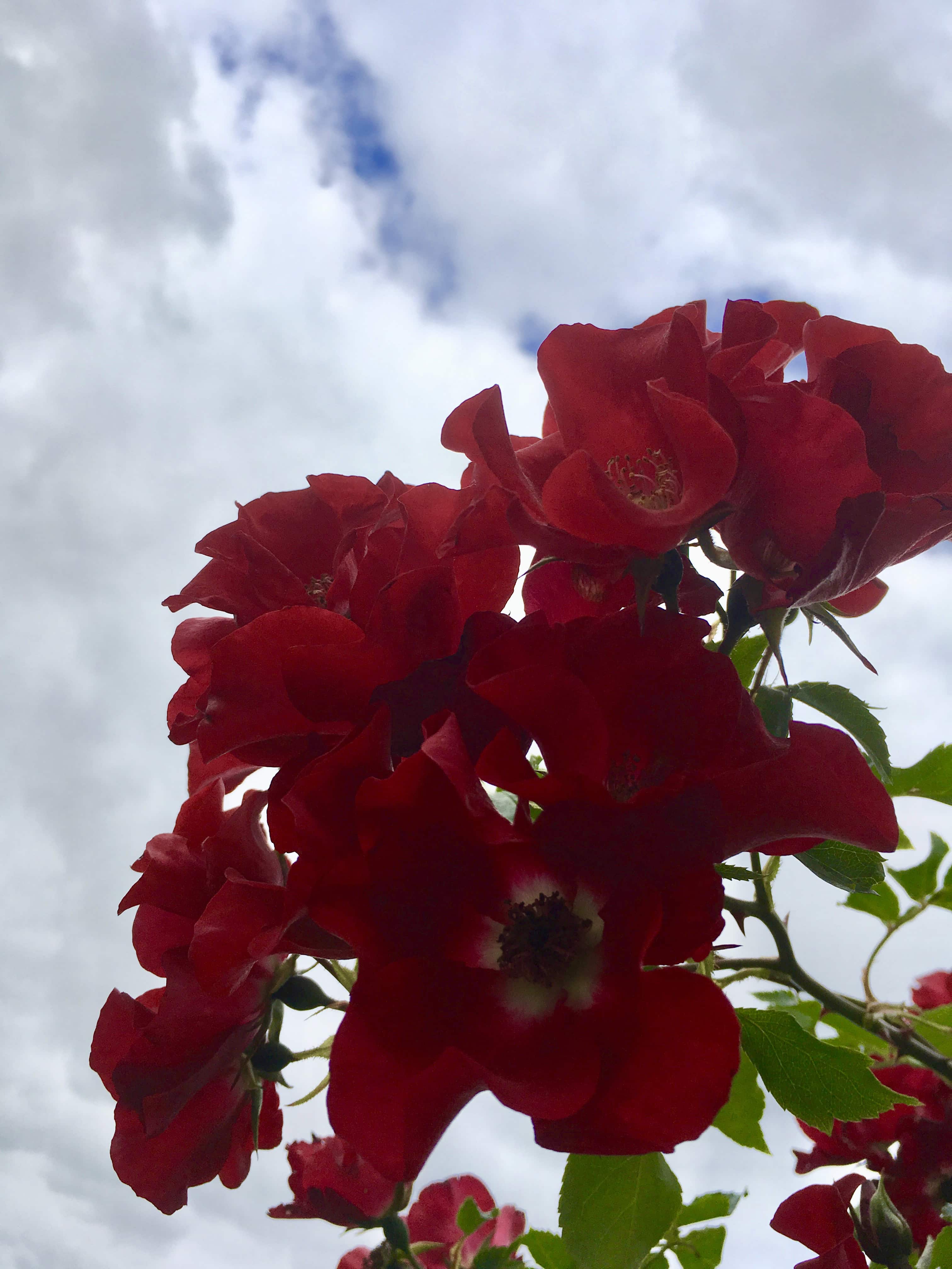 Wild roses against the sky by Jez Braithwaite