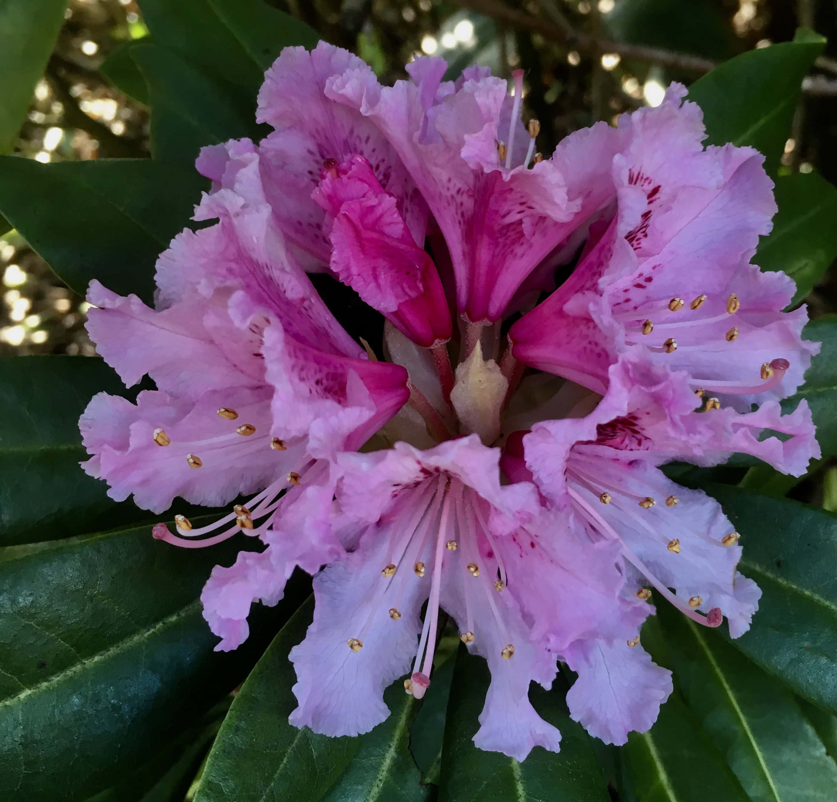 Rhododendron by Jez Braithwaite