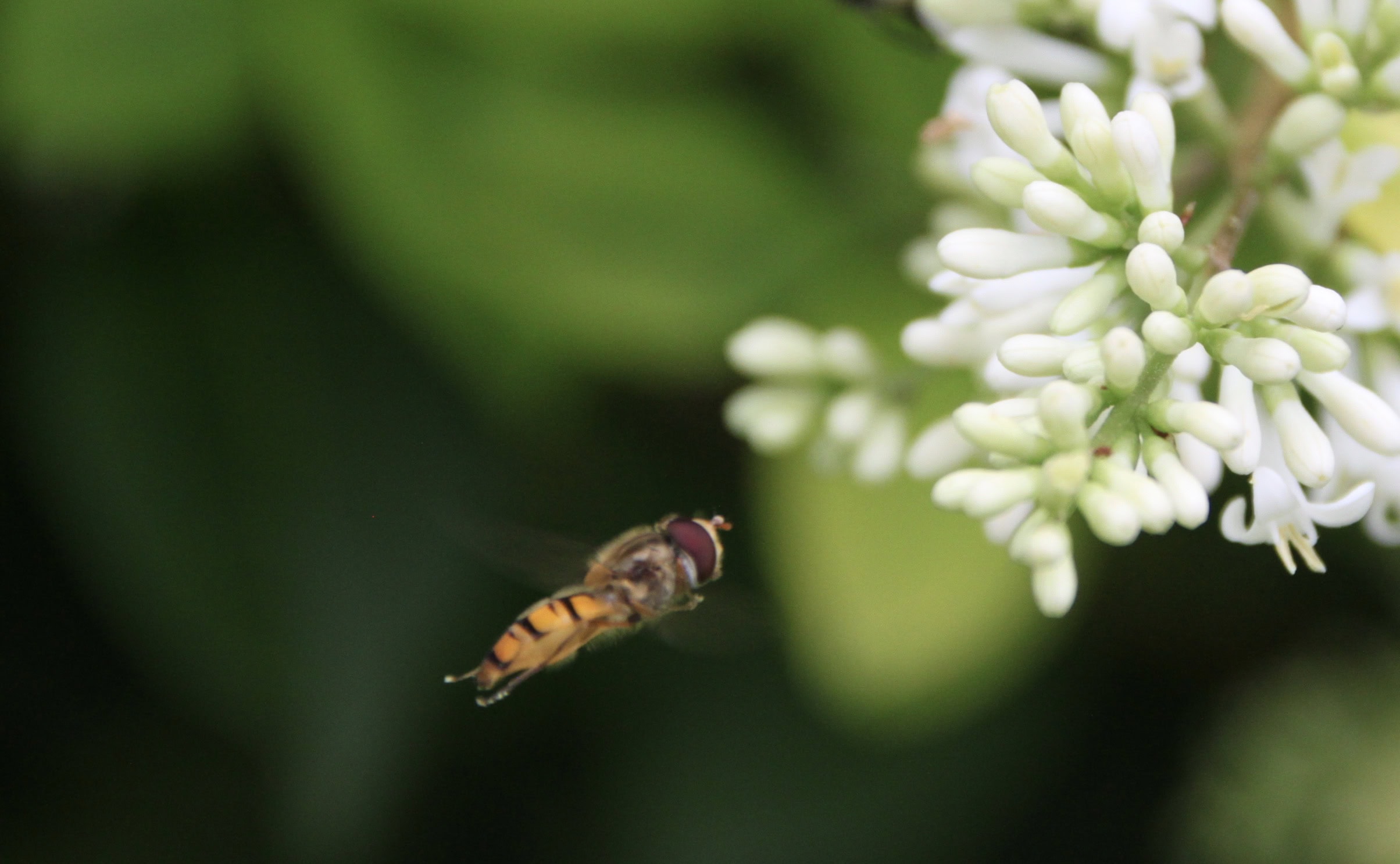 Hover fly in flight by Jez Braithwaite