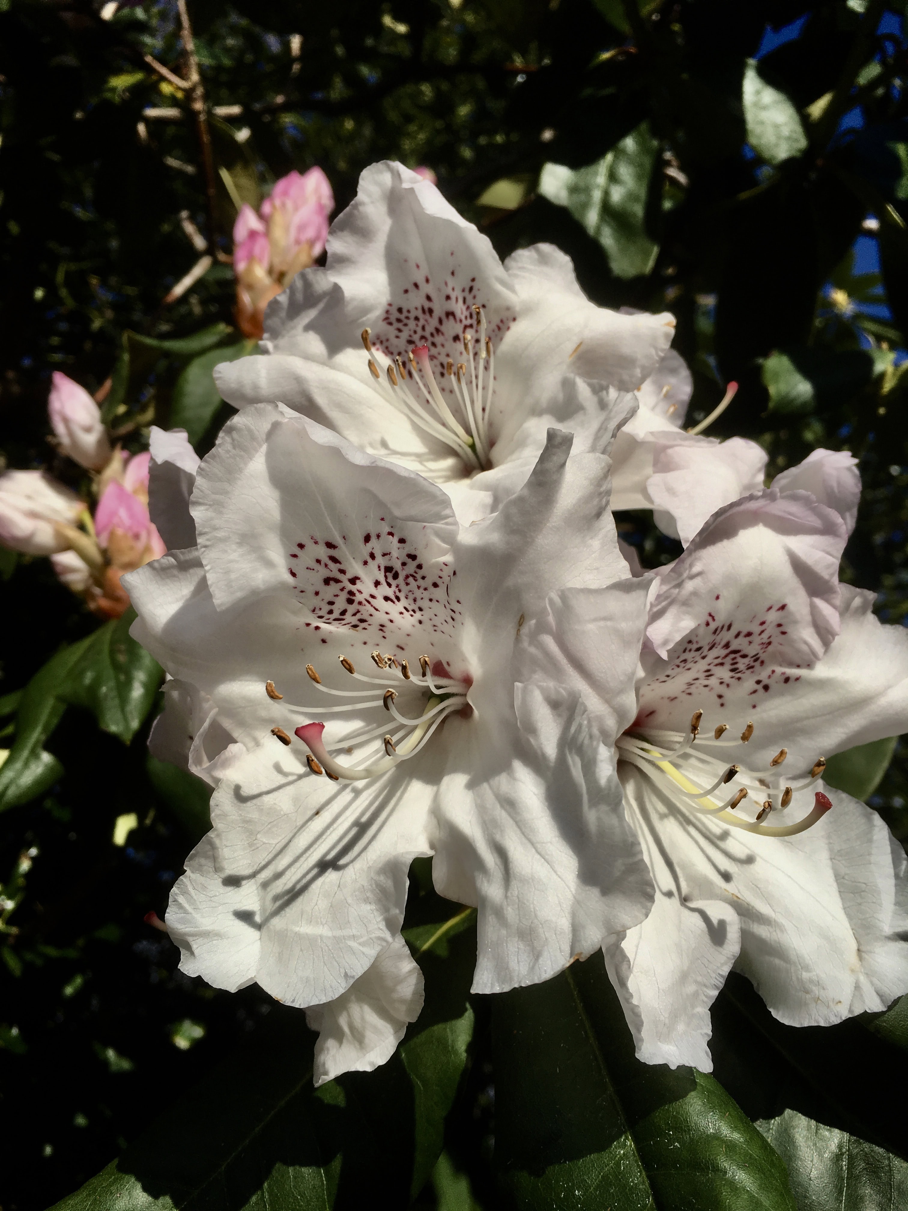 White Rhododendron in Cumbernauld by Jez Braithwaite