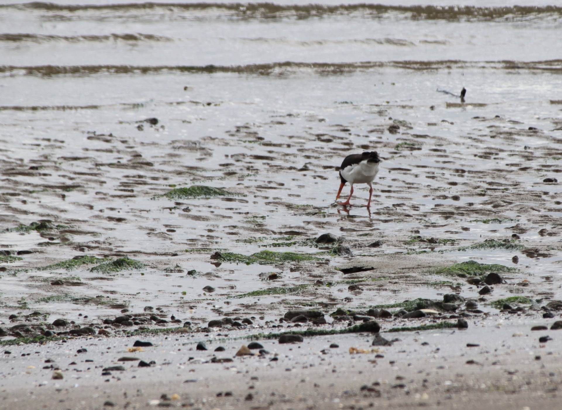 Eurasian Oyster Catcher on Broughty Ferry Beach by Jez Braithwaite