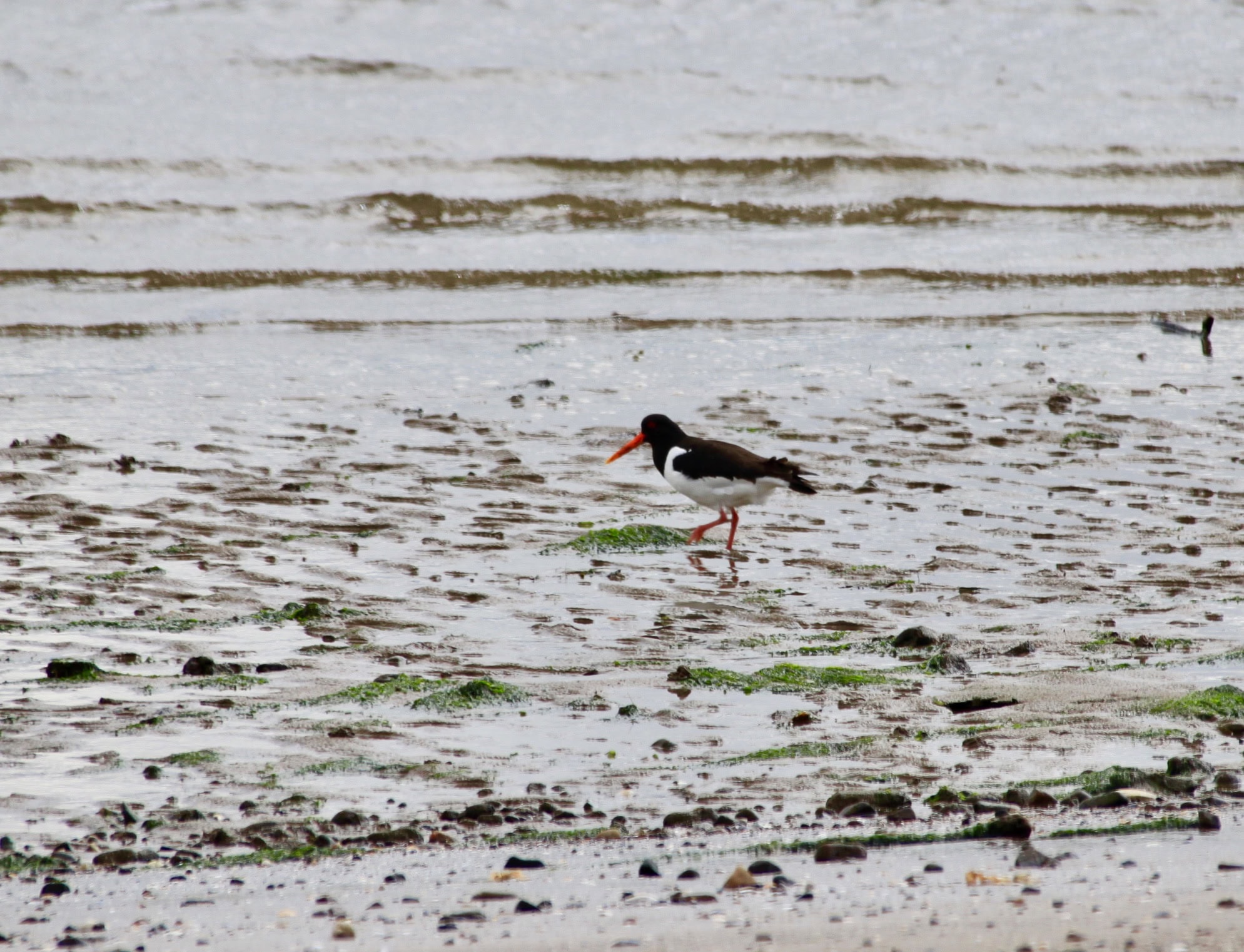 Bird of the Day — Worm Catcher