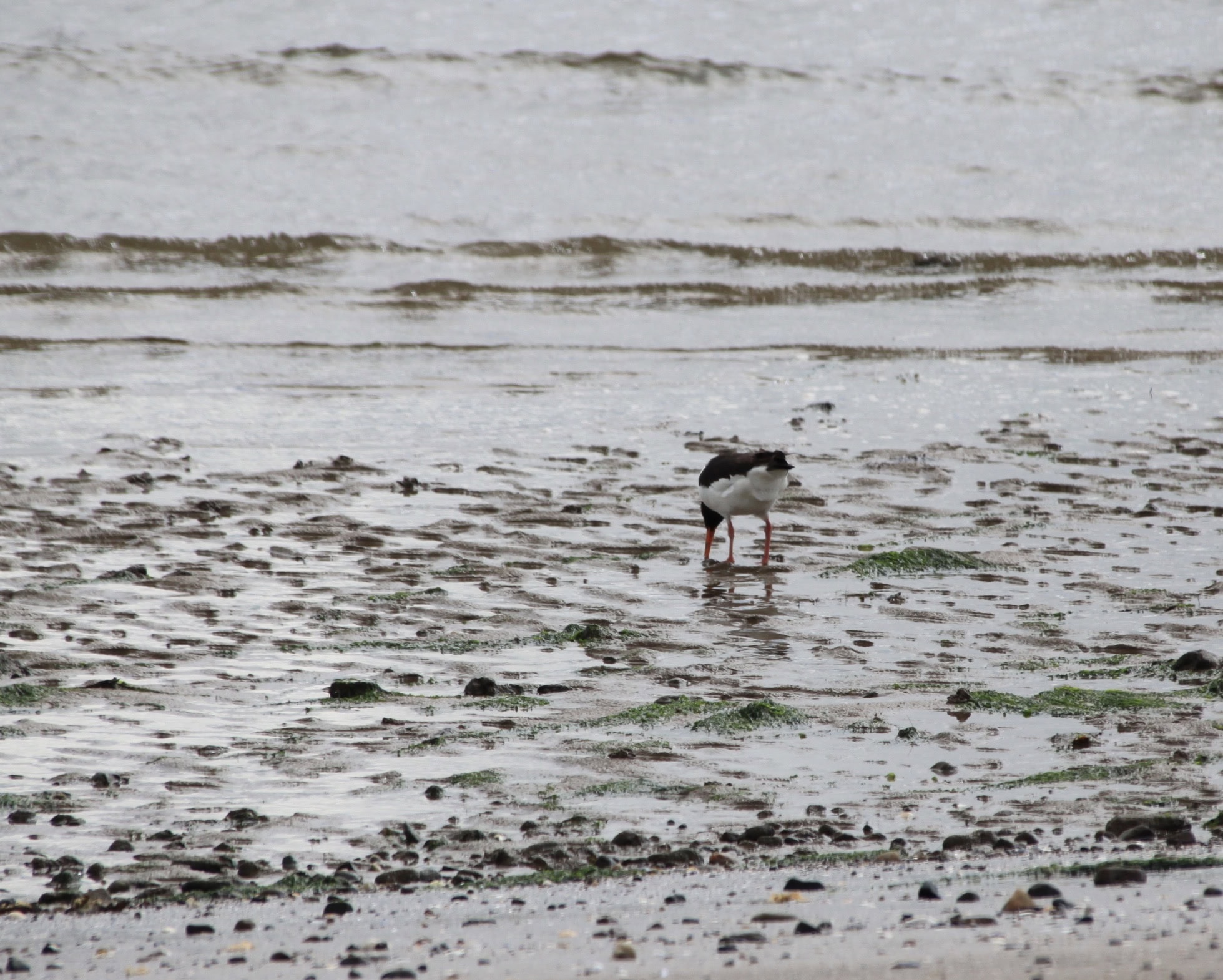 Eurasian Oyster Catcher on Broughty Ferry Beach by Jez Braithwaite