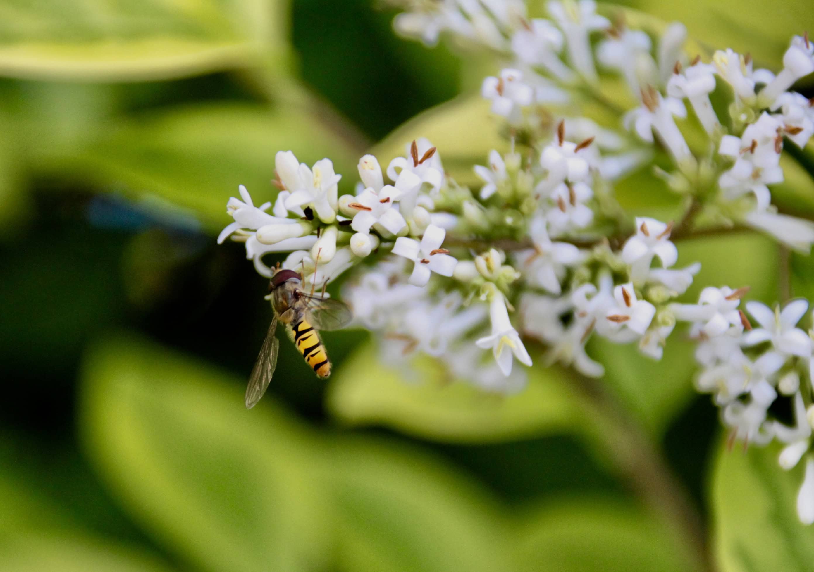 Hover Fly by Jez Braithwaite