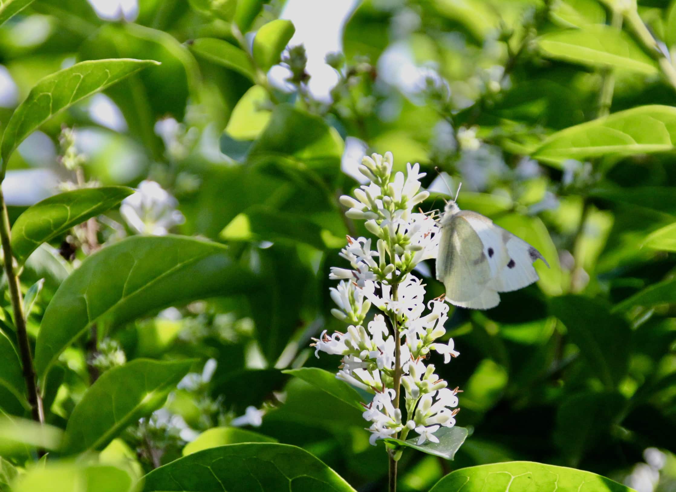 Cabbage White by Jez Braithwaite