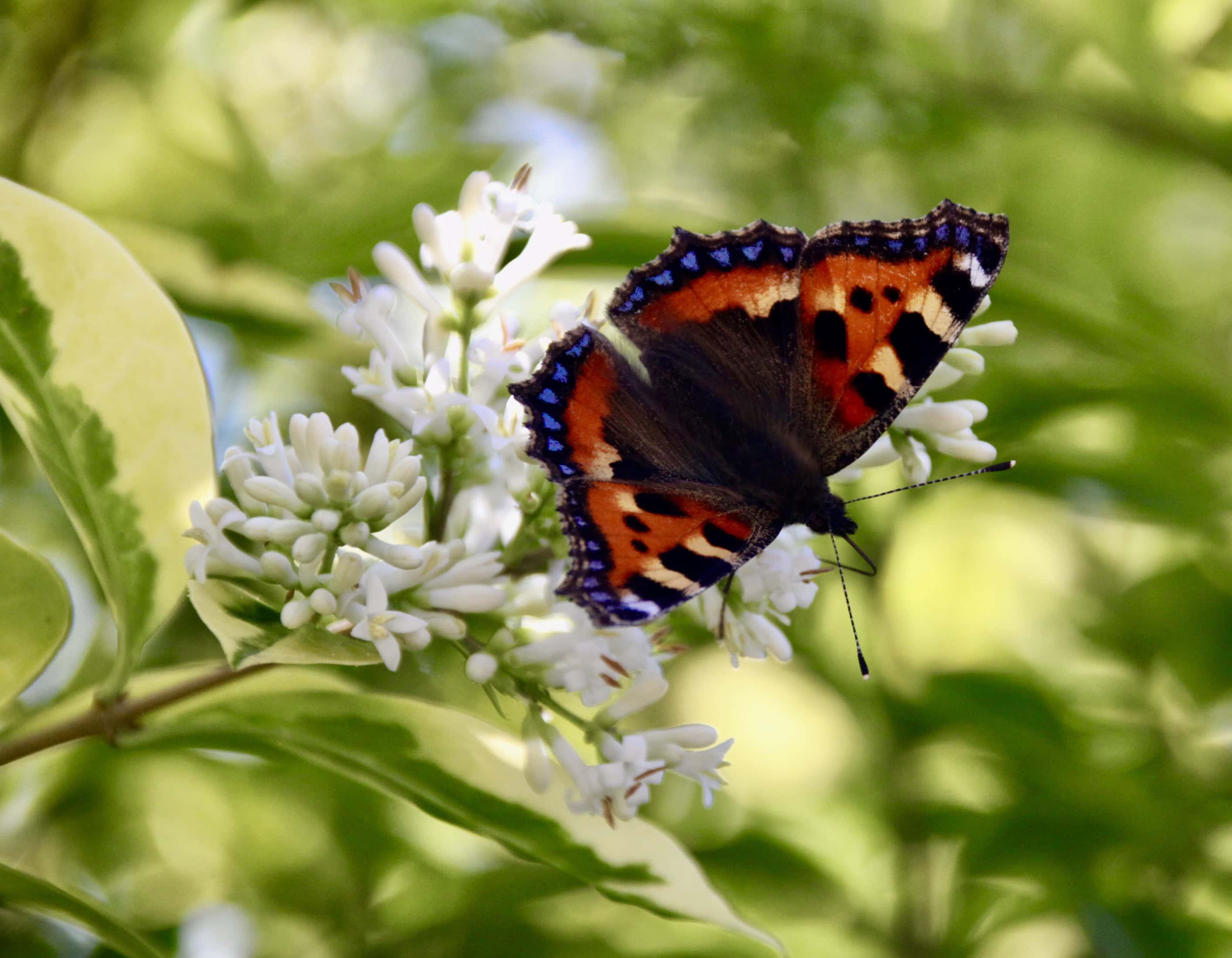 The small tortoiseshell butterfly by Jez Braithwaite