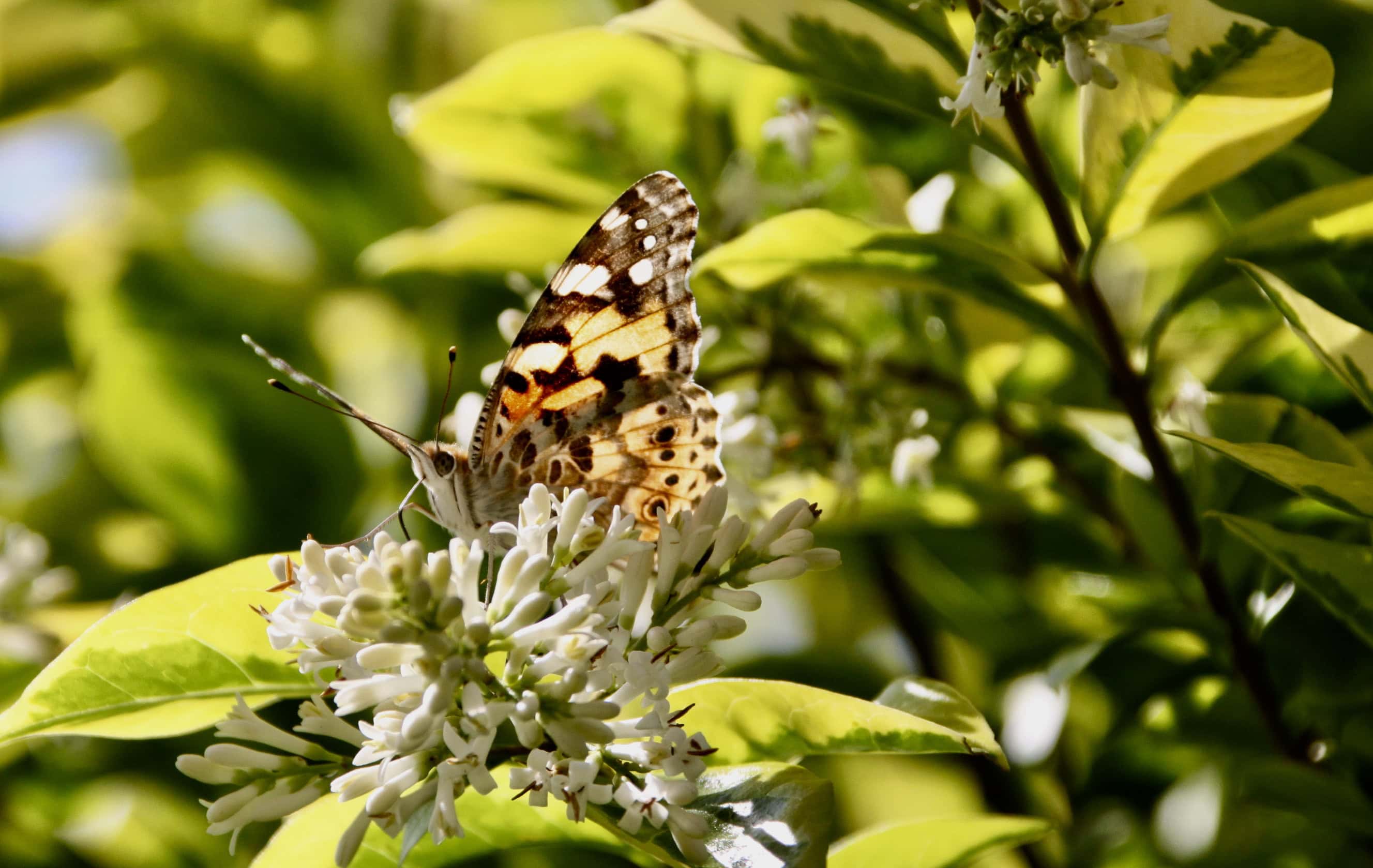 Painted Lady Butterfly by Jez Braithwaite