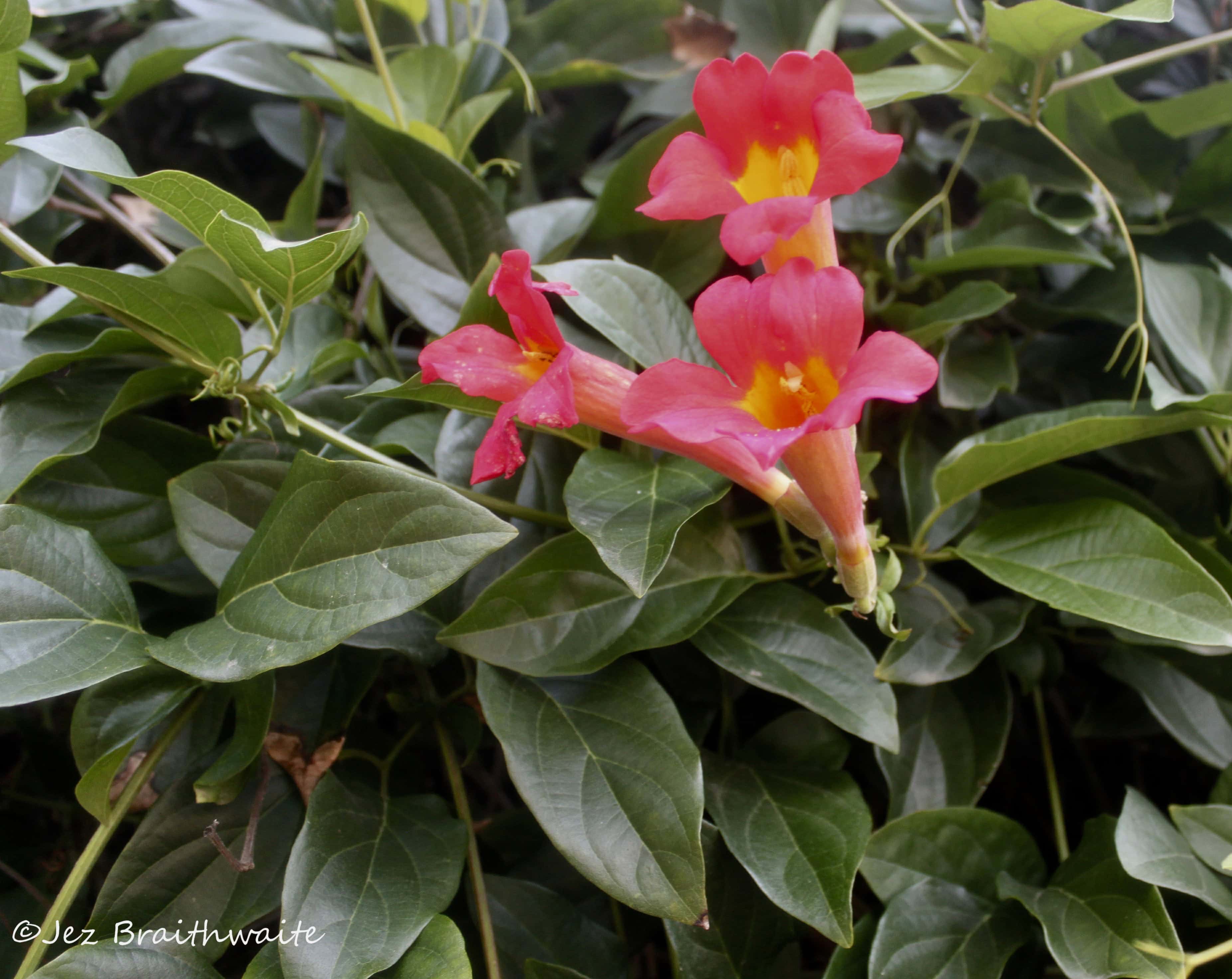 Trumpet Vine by Jez Braithwaite