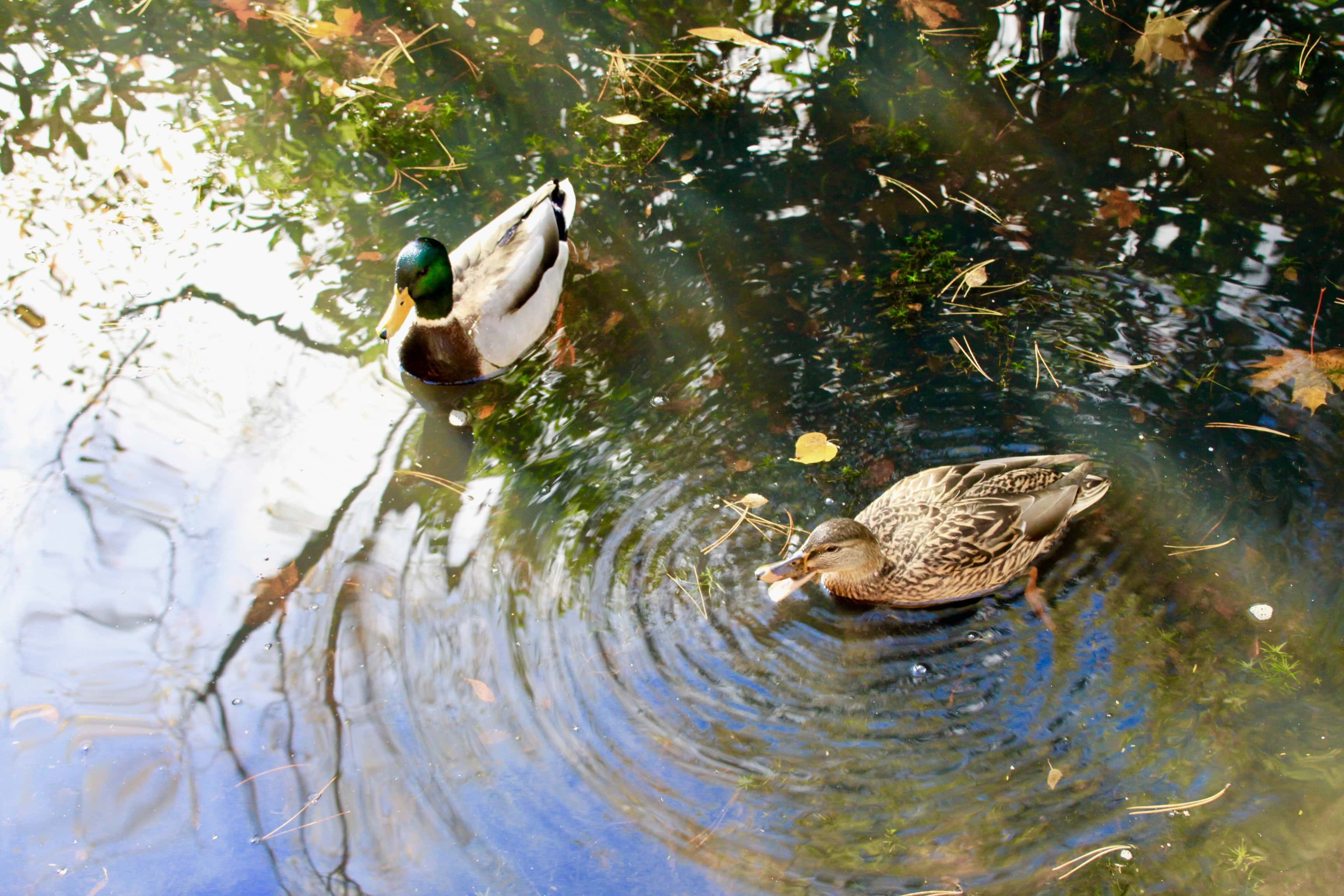 Mallard Ducks by Jez Braithwaite at Pollock Country Park