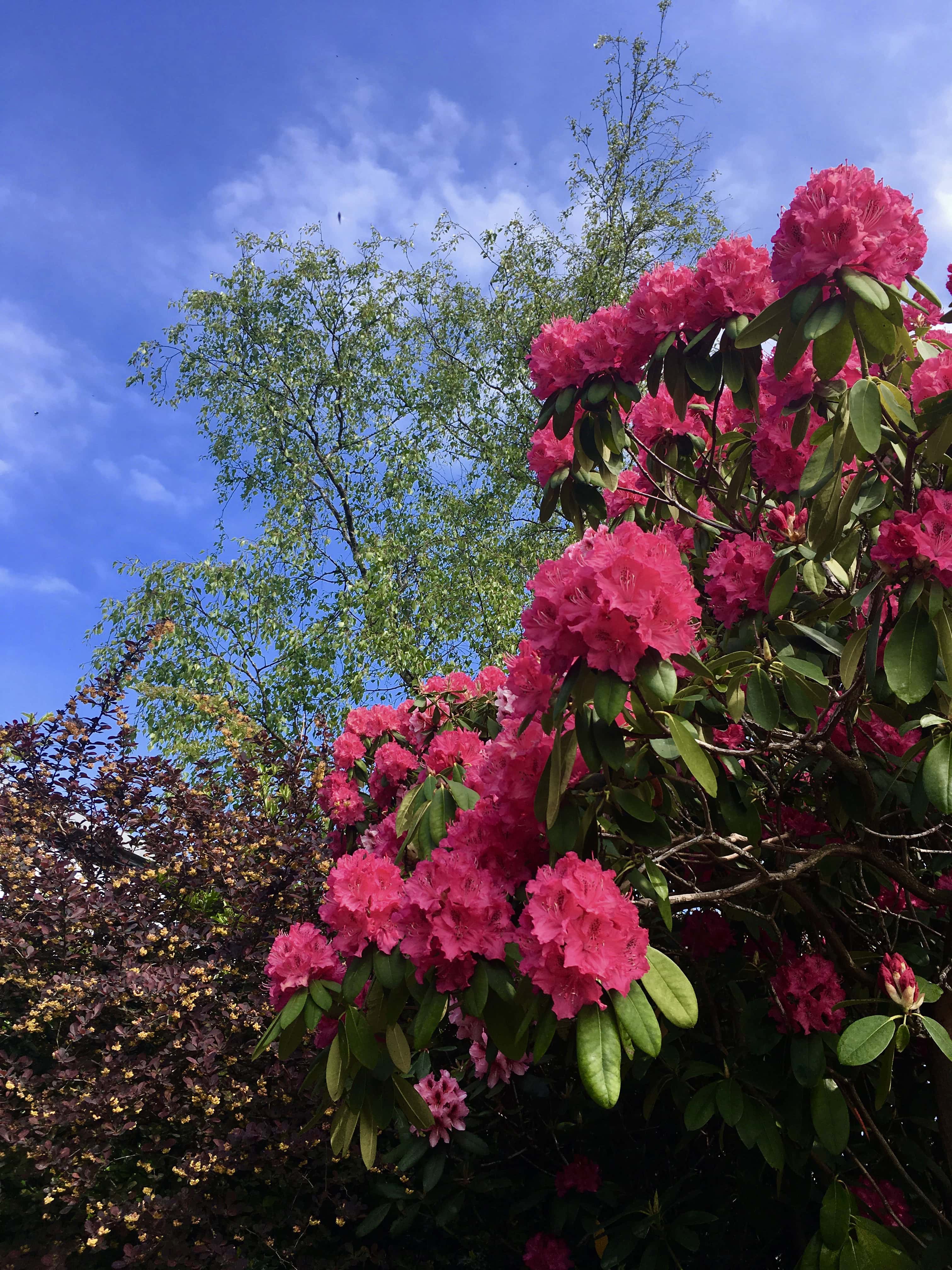 Pink Rhododendrons bt Jez Braithwaite