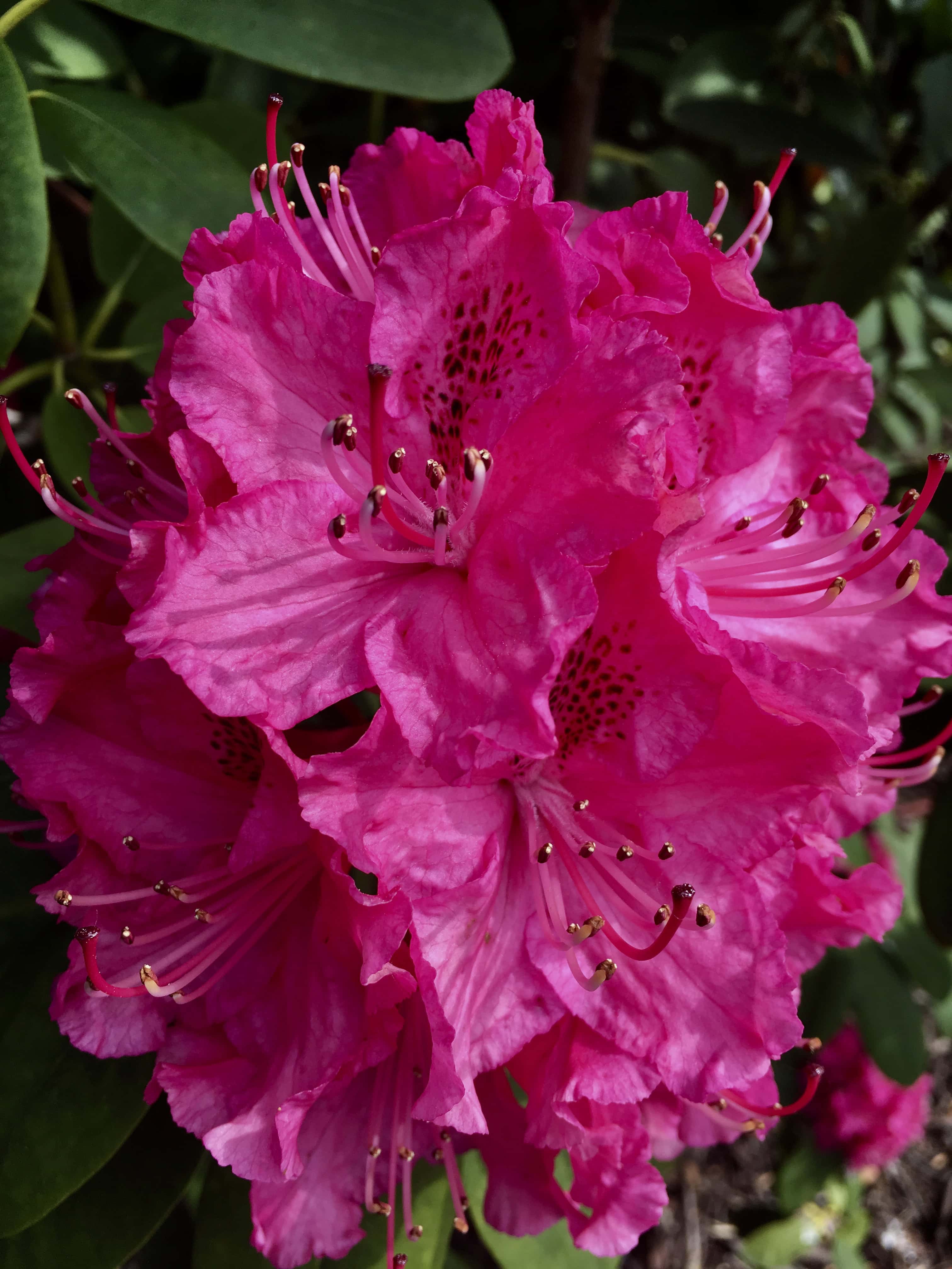 Pink Rhododendrons by Jez Braithwaite
