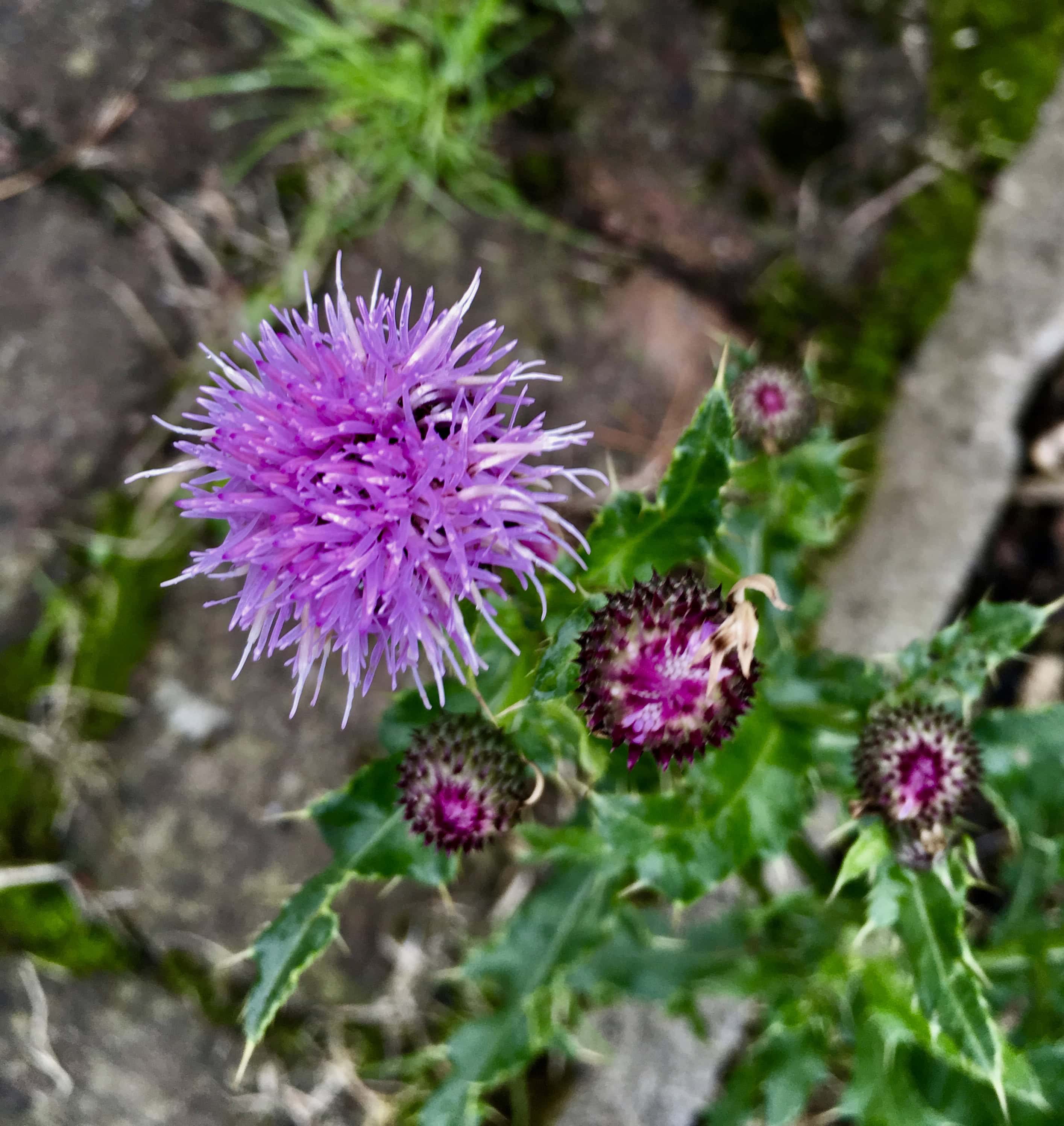 Thistle by Jez Braithwaite