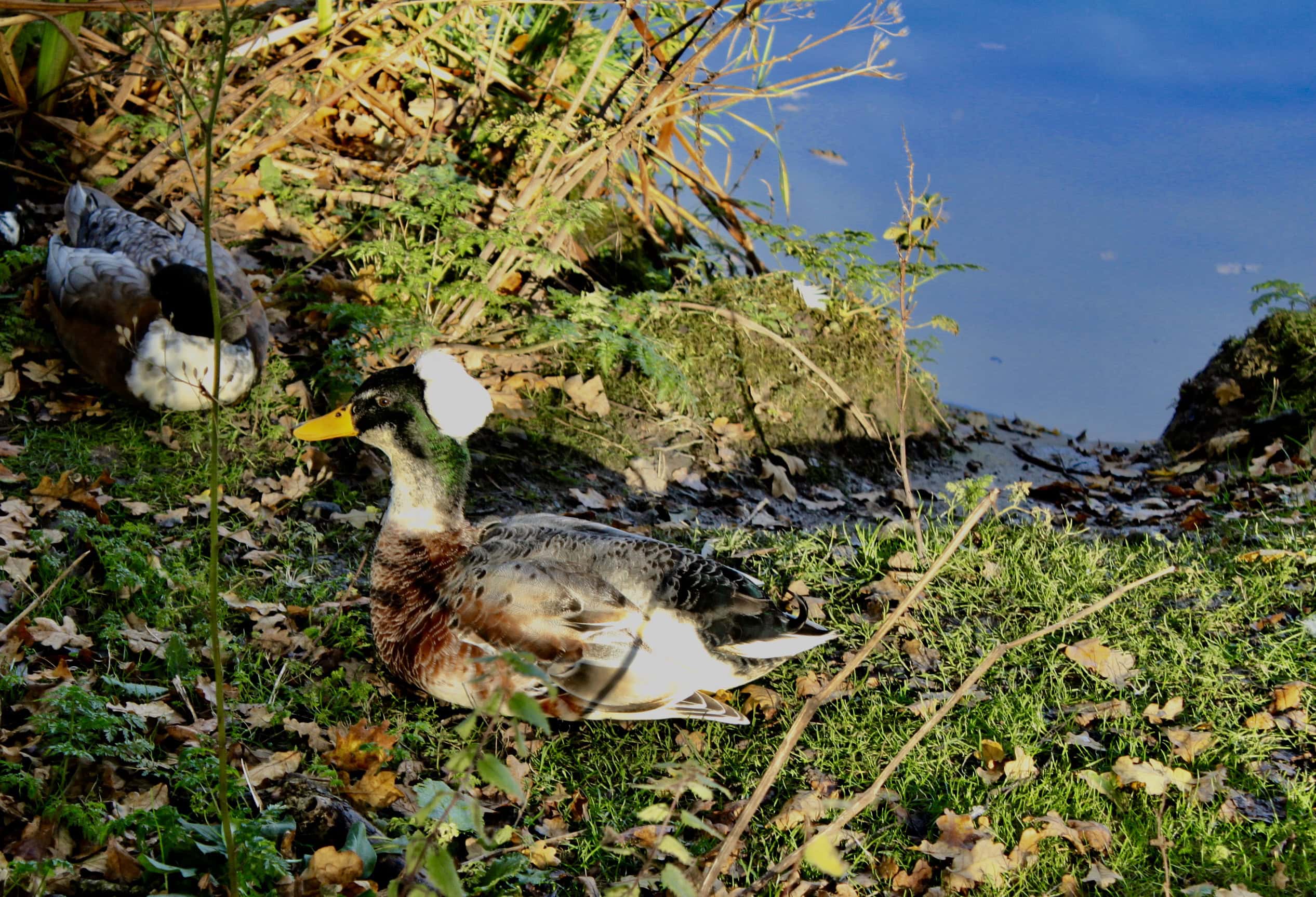 Crested Drake by Jez Braithwaite at Palacerigg Country Park