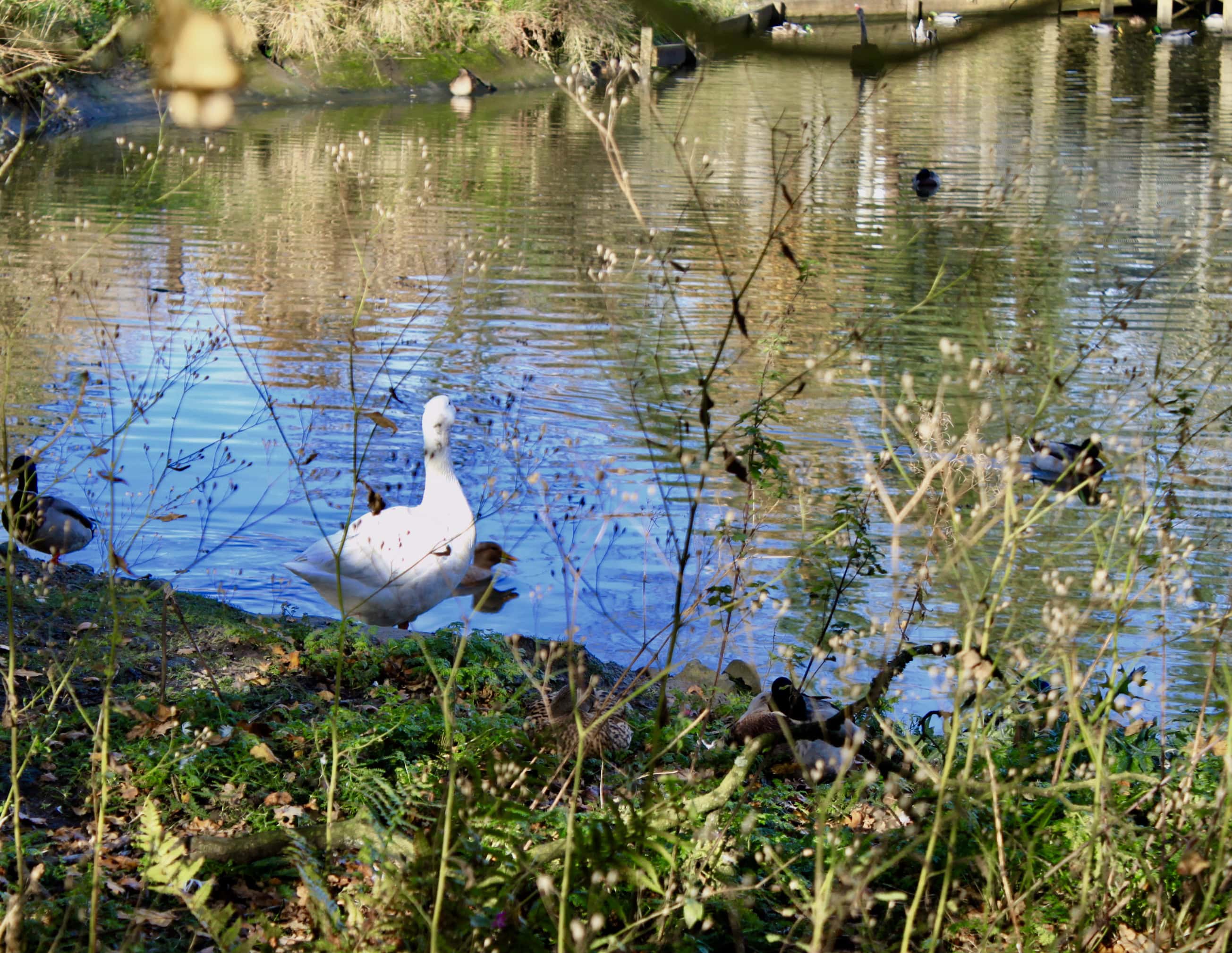 Goose at Palacerigg Country Park by Jez Braithwaite
