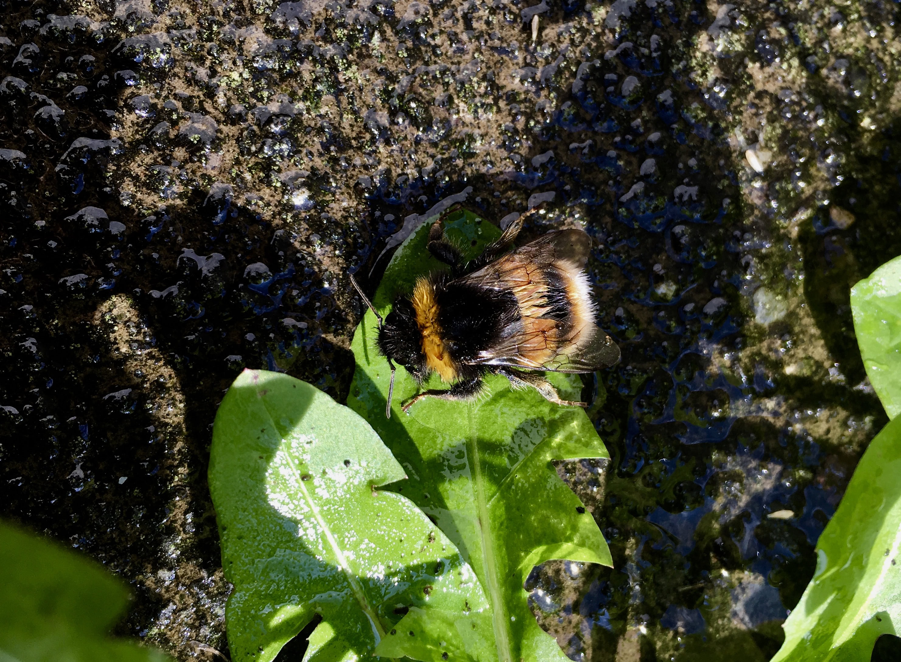 Soggy bee by Jez Braithwaite