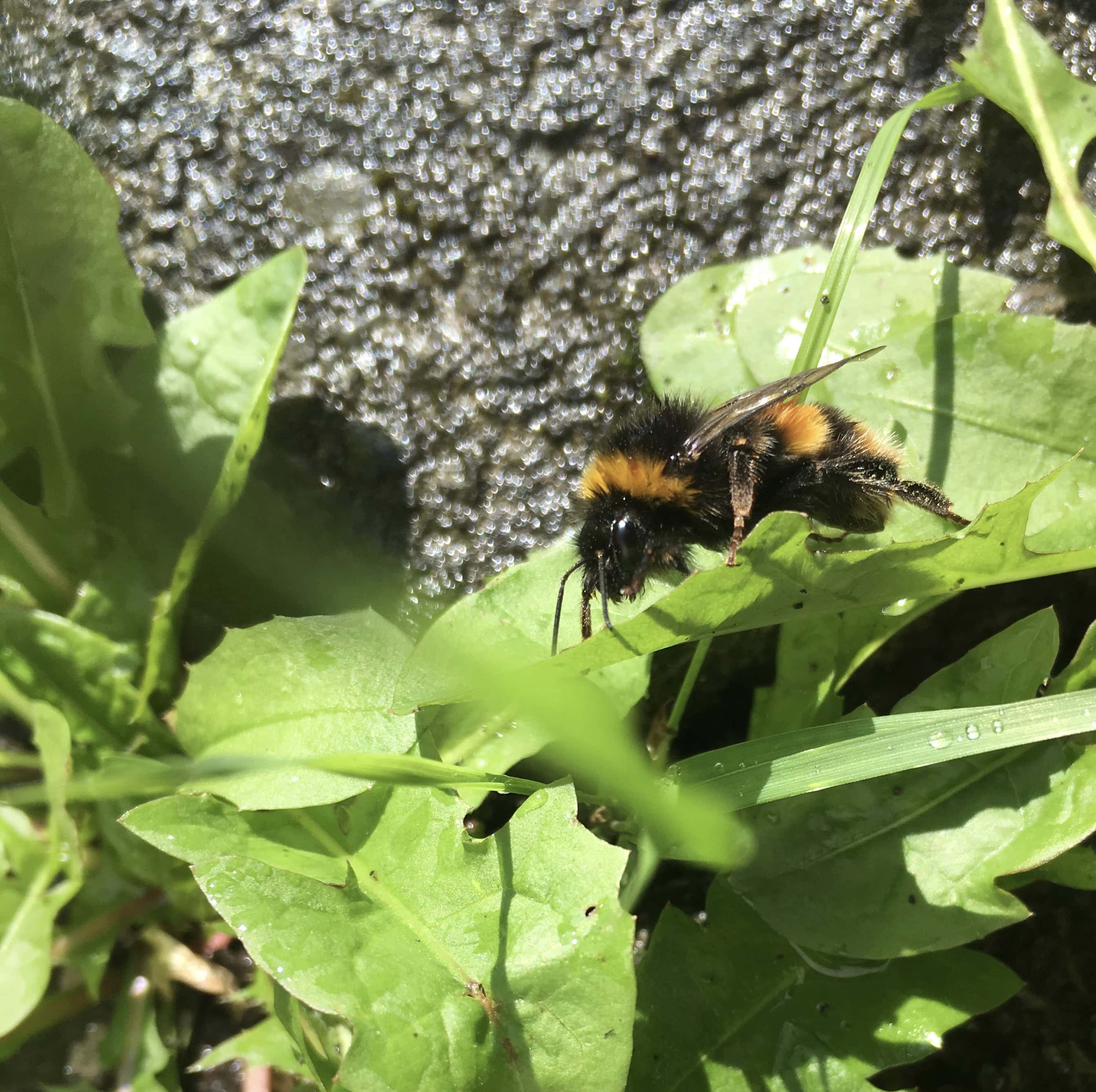 Soggy Bee by Jez Braithwaite