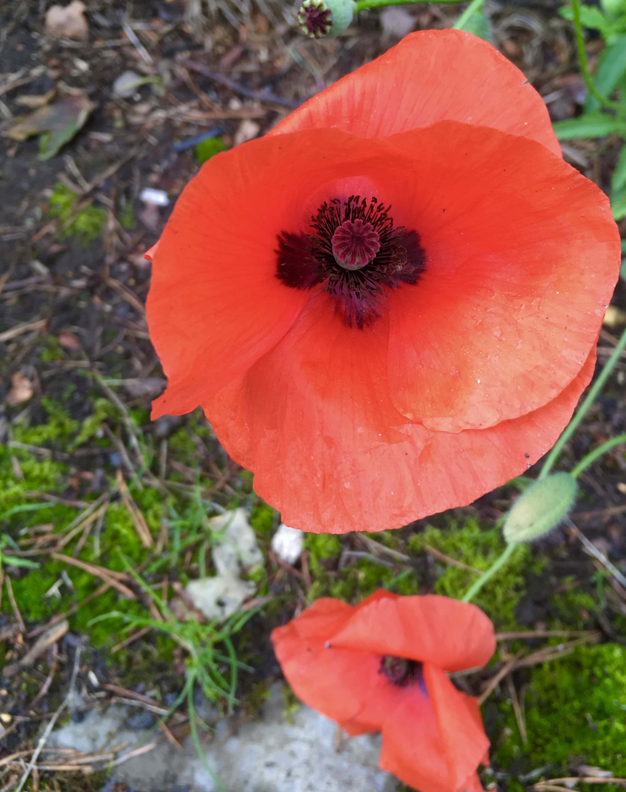 Poppy by Jez Braithwaite