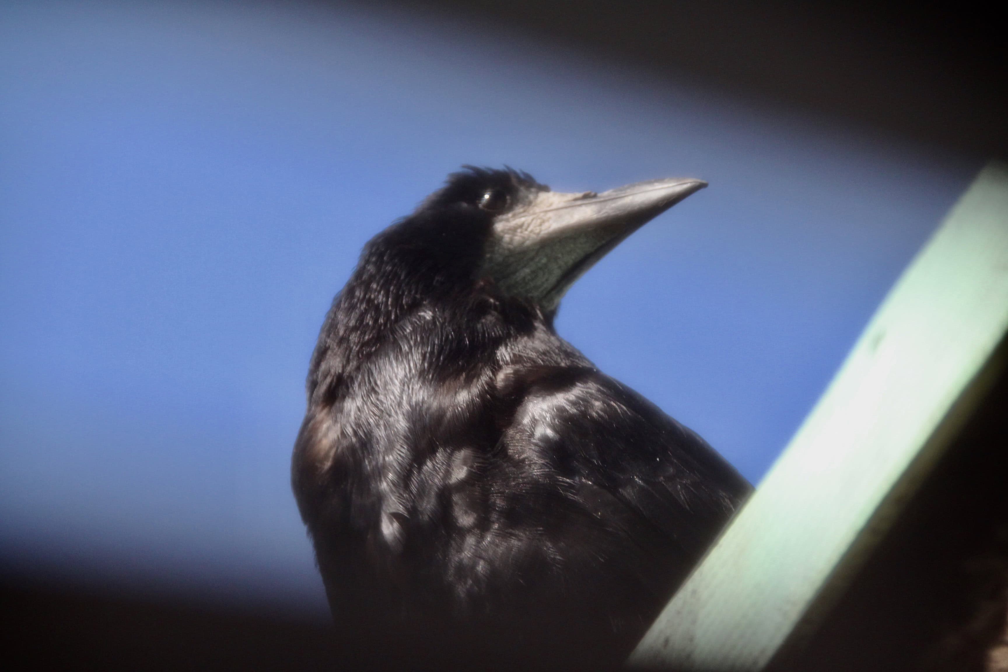 Crow by Jez Braithwaite