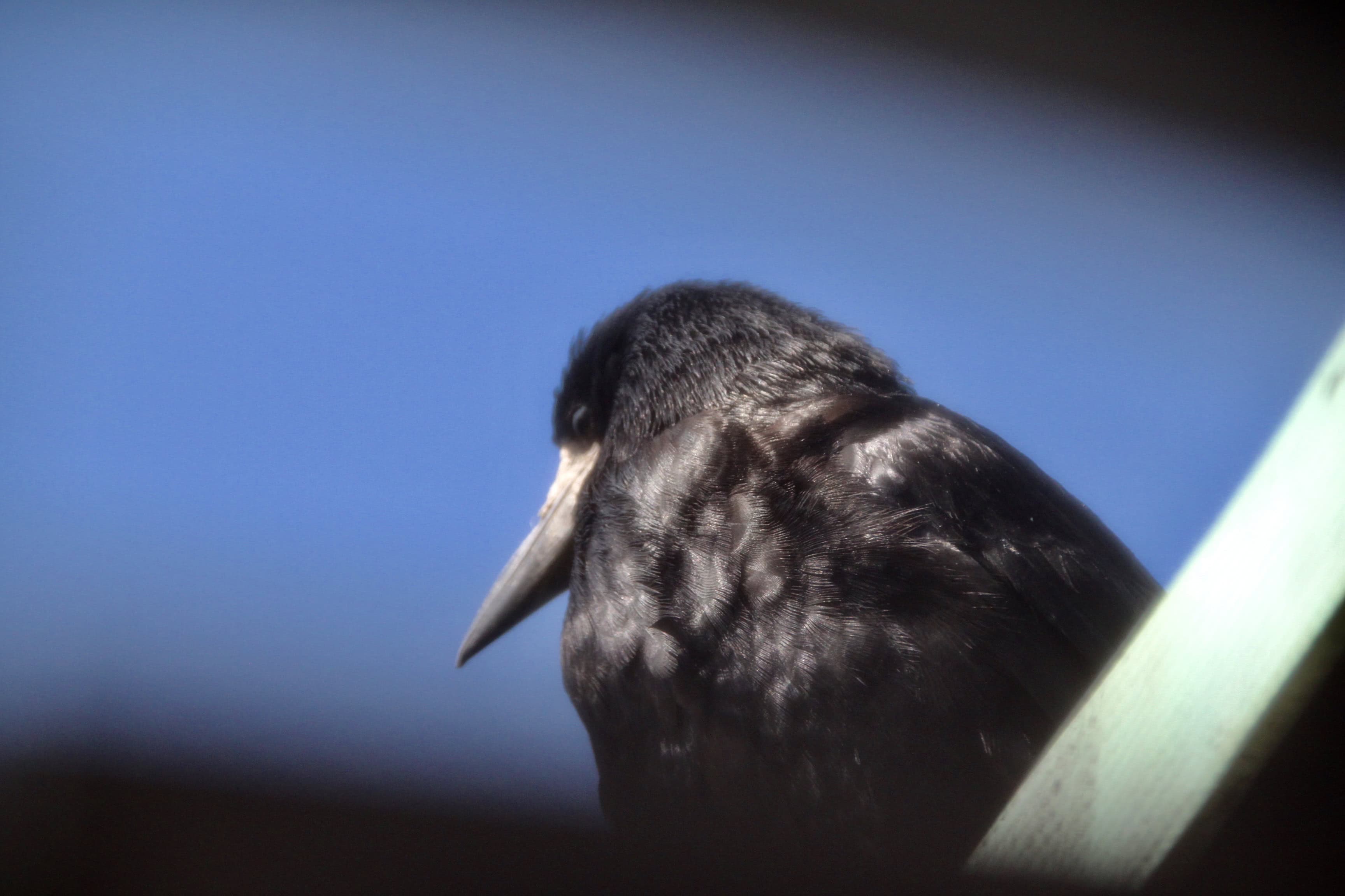 Crow by Jez Braithwaite