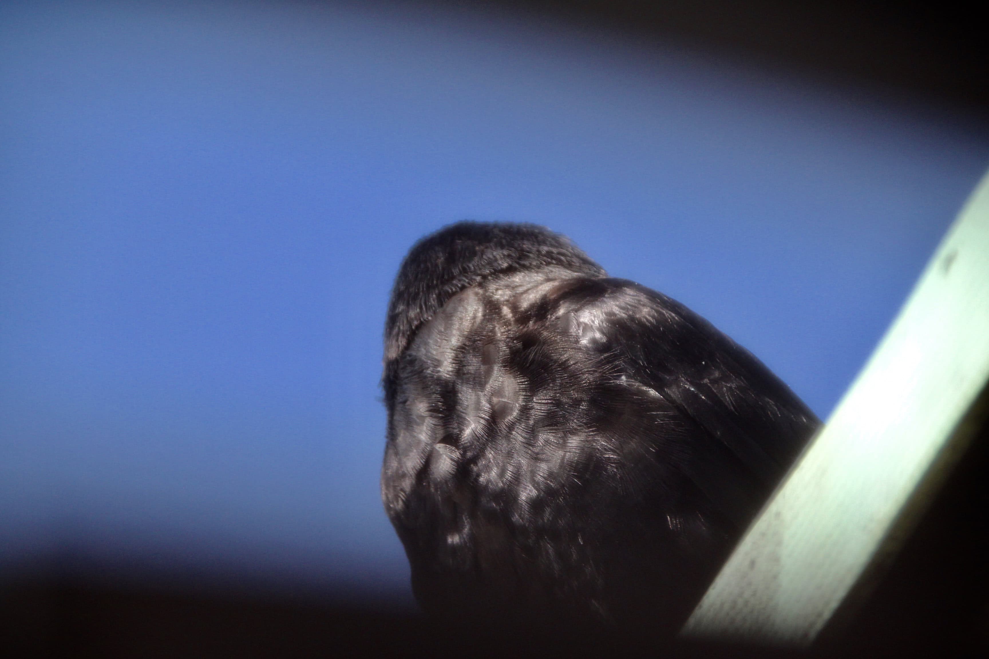 Crow by Jez Braithwaite