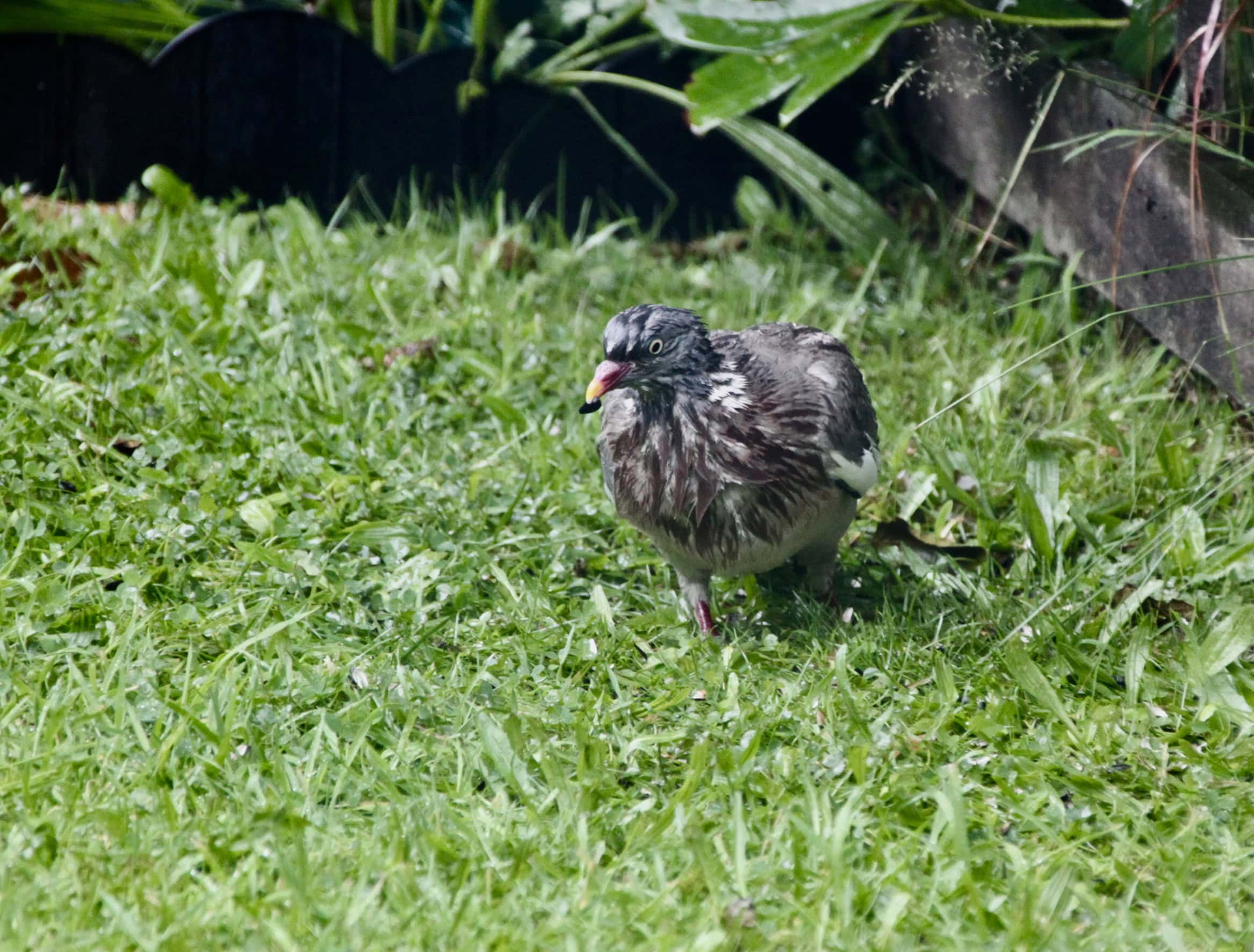 Bird of the Day (BOTD) — Drookit Pigeon